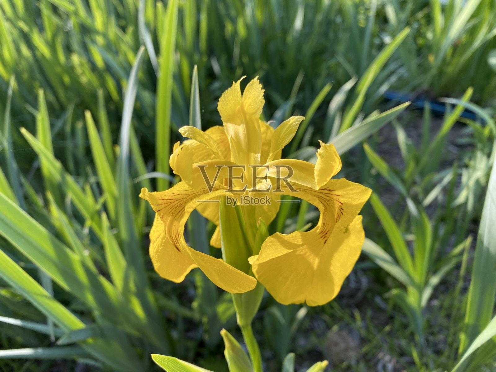 一种黄色鸢尾花:田间的水鸢尾花,绿叶照片摄影图片