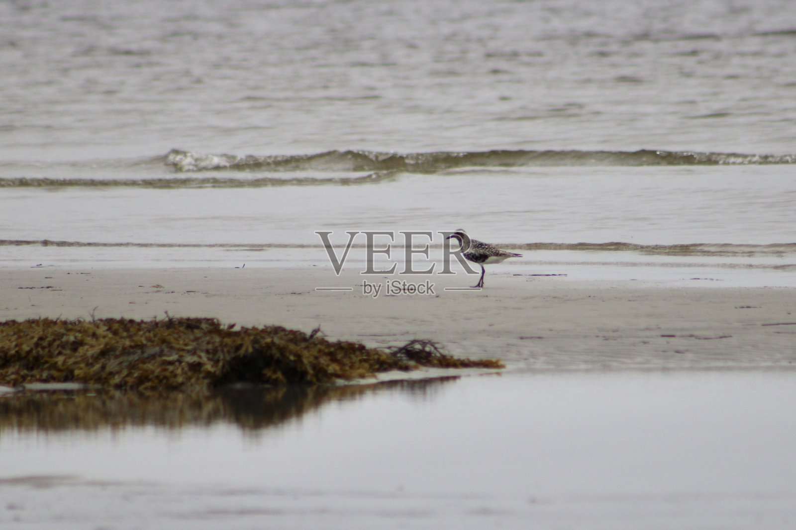 黑腹鸻照片摄影图片
