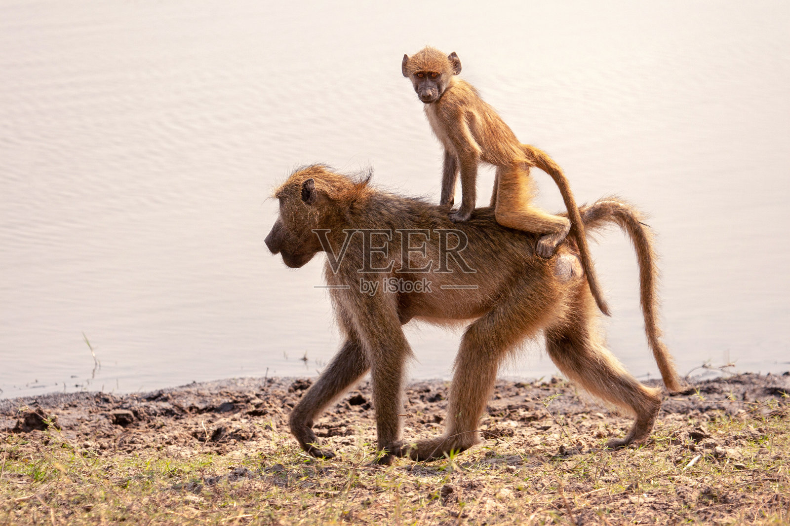 妈妈抱着小狒狒照片摄影图片