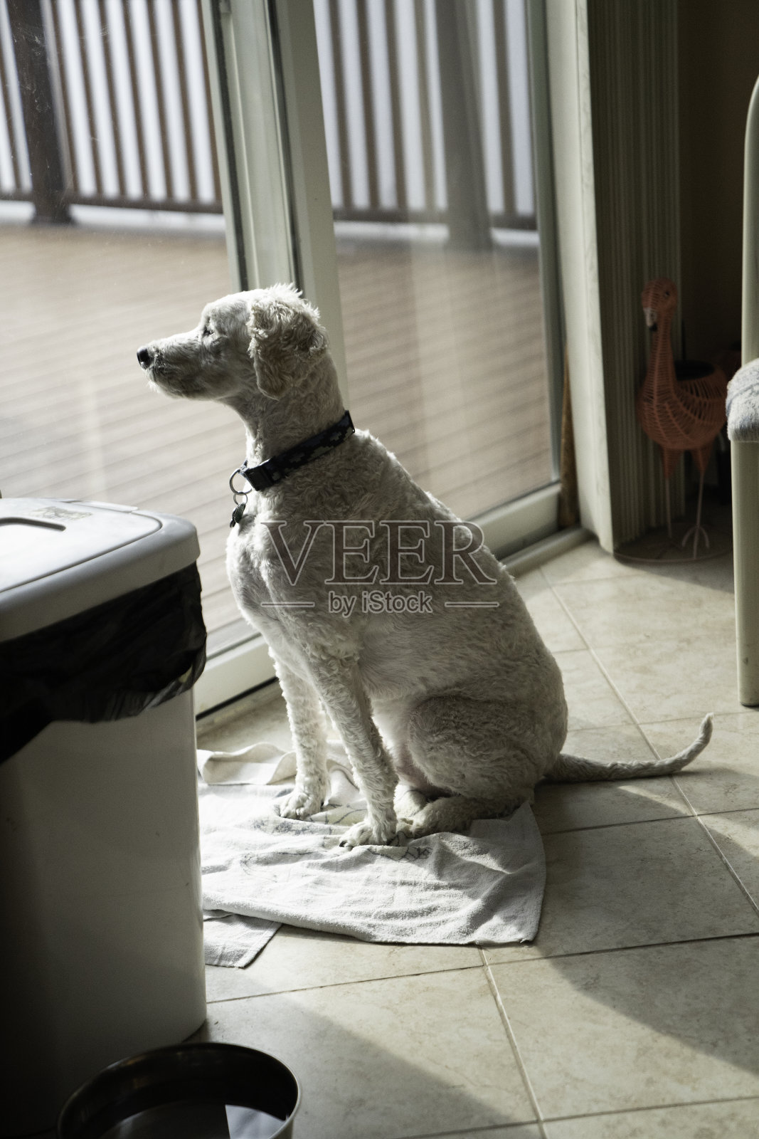 在草地院子里的金毛贵宾犬照片摄影图片