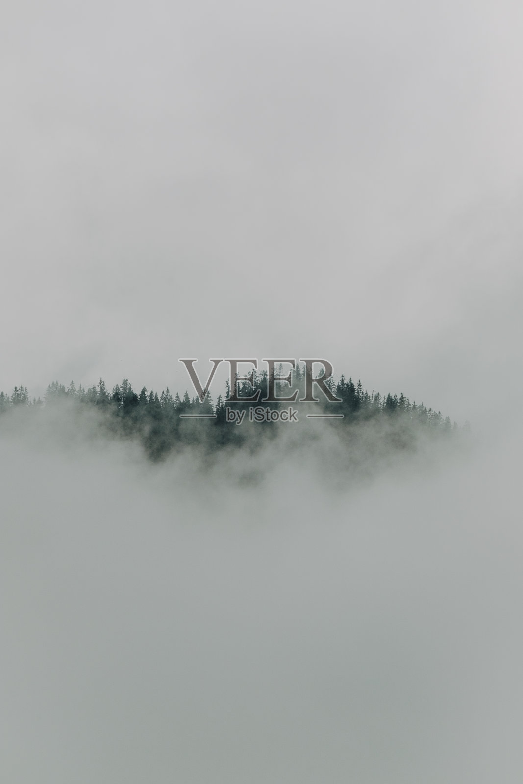 和谐的形象,浓雾悬挂在树上。照片摄影图片