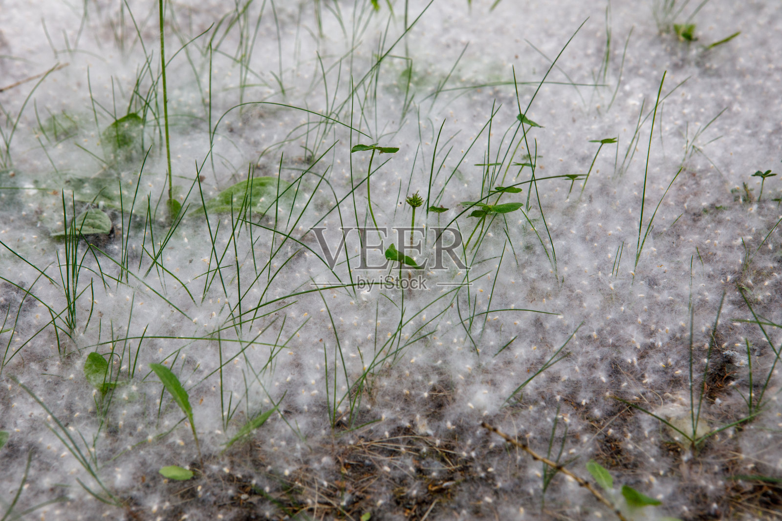 白杨的绒毛躺在绿色的草地上,在空中飞舞。选择软焦点。强过敏原,健康危害概念。照片摄影图片