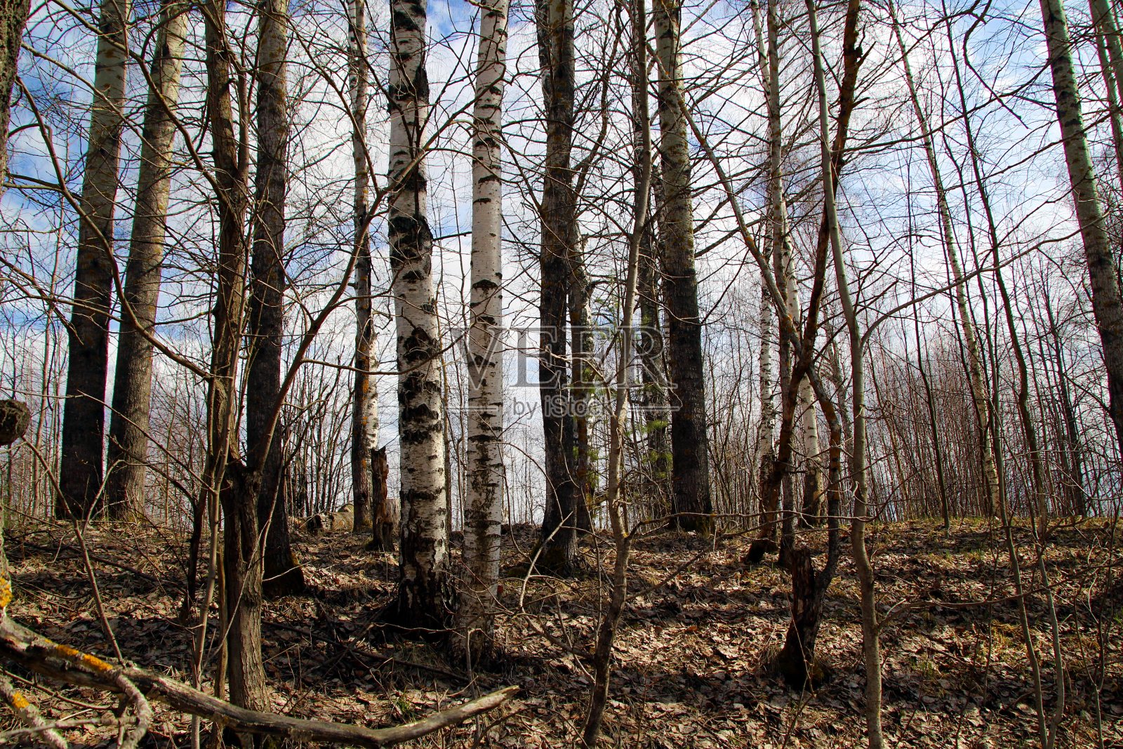 落叶的秋天森林。照片摄影图片