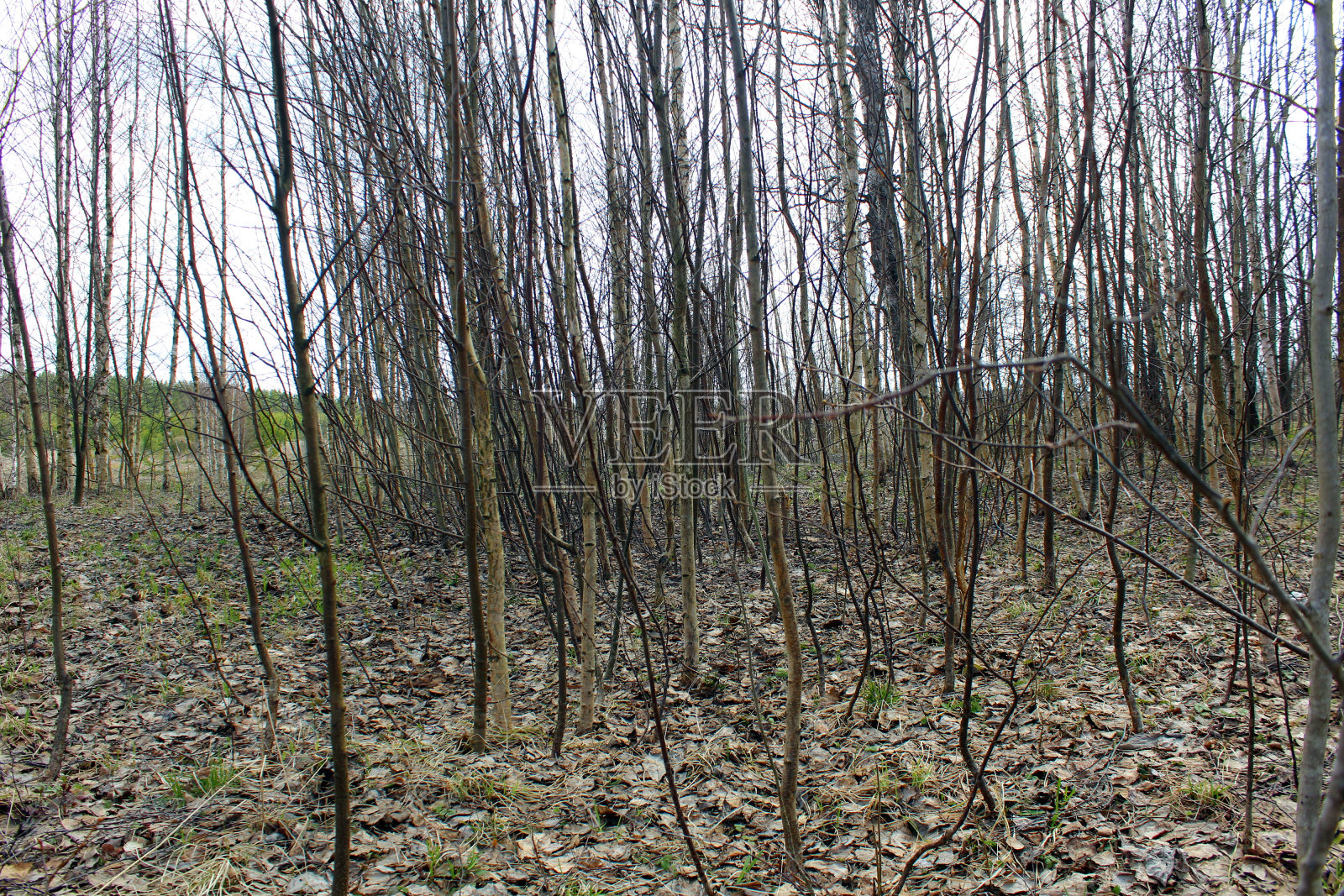 落叶的秋天森林。照片摄影图片