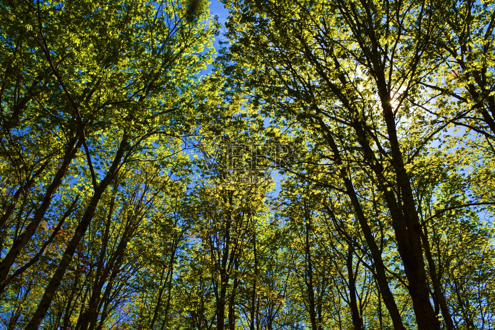 丛林照片摄影图片