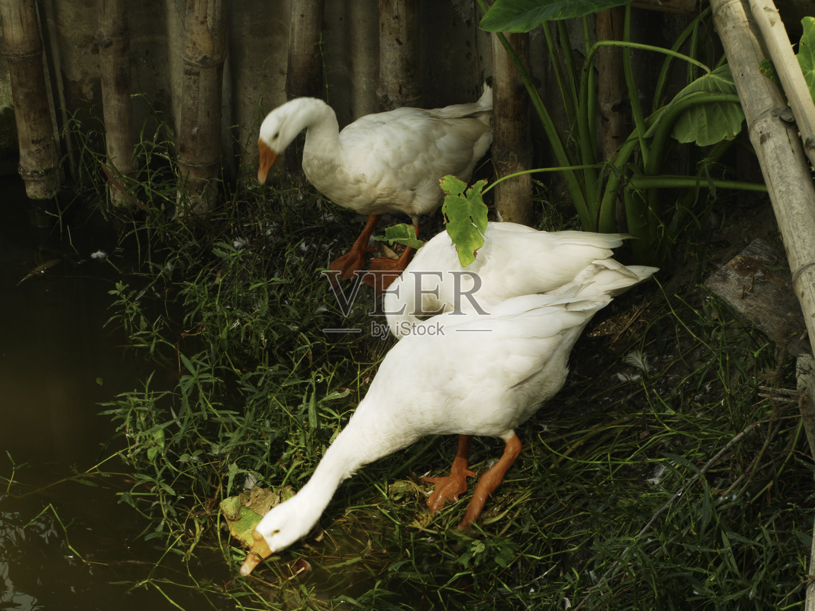 池塘岸边的天鹅照片摄影图片