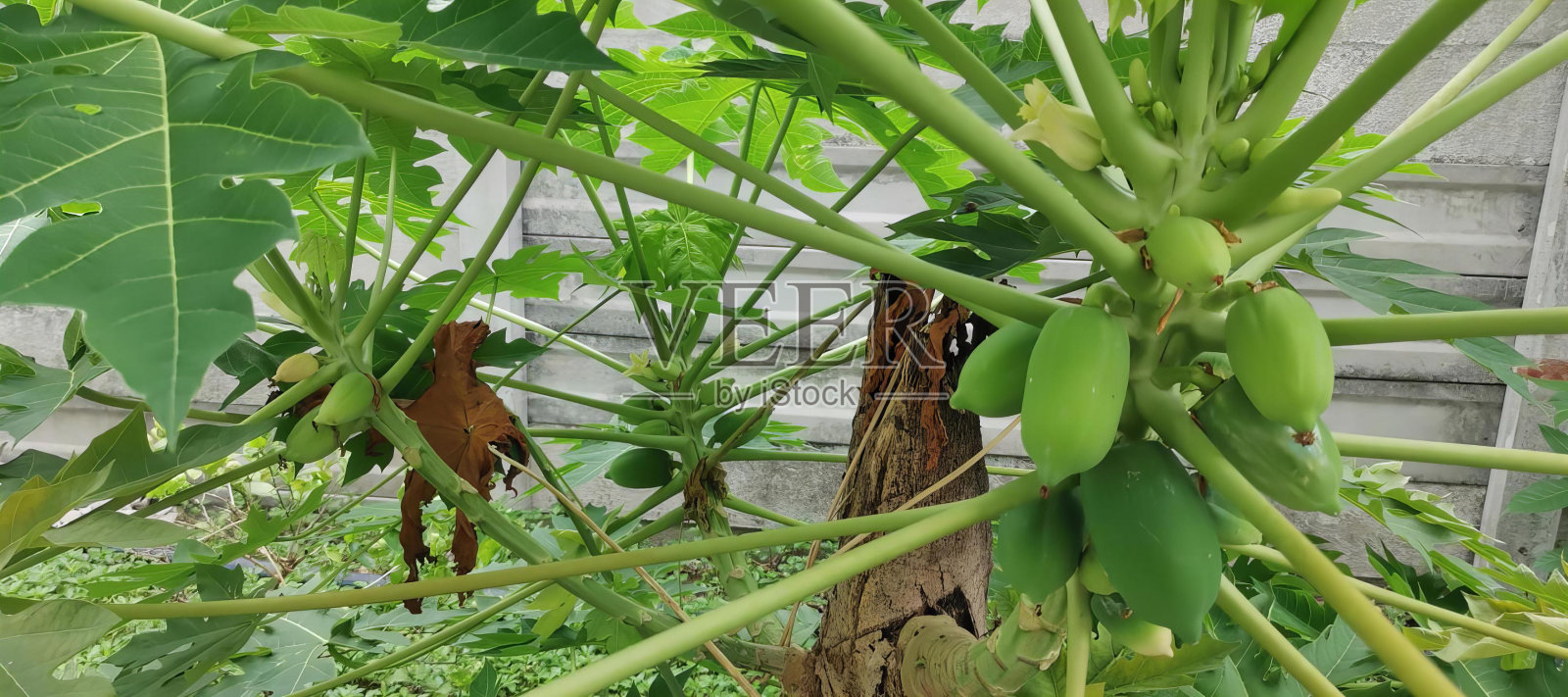 一张木瓜植物的照片,绿色的叶子和棕色的树皮,一束绿色的木瓜生长在树上的温室。照片摄影图片