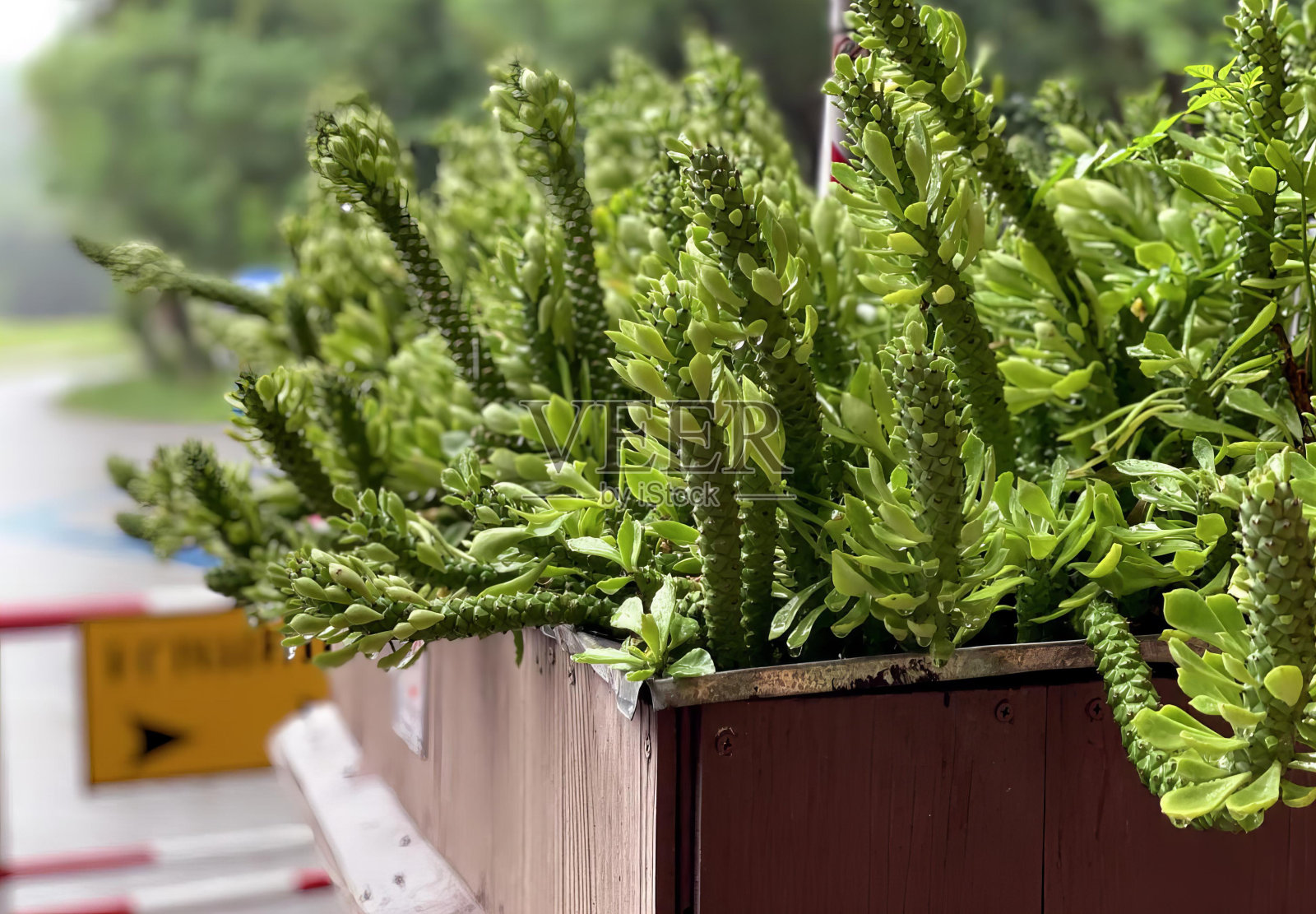这张照片拍摄的是一个有很多绿色植物的花盆,在街上的一个木盒子里有一盆又一盆的植物。照片摄影图片