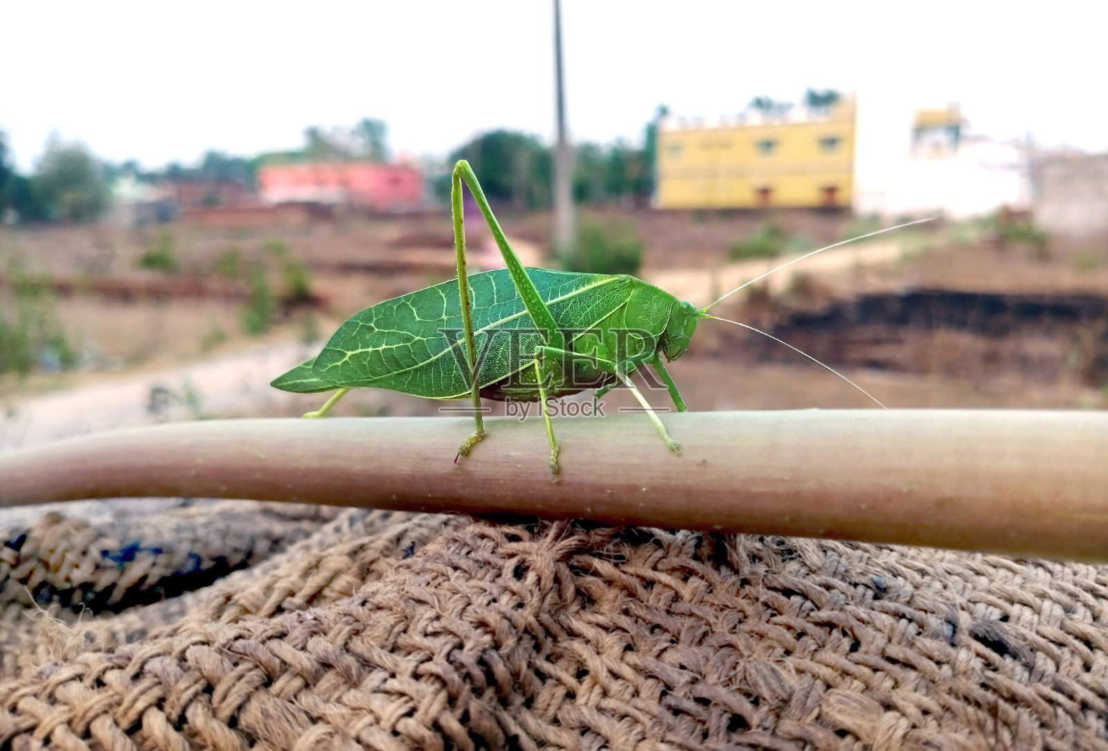 绿色纺织娘照片摄影图片