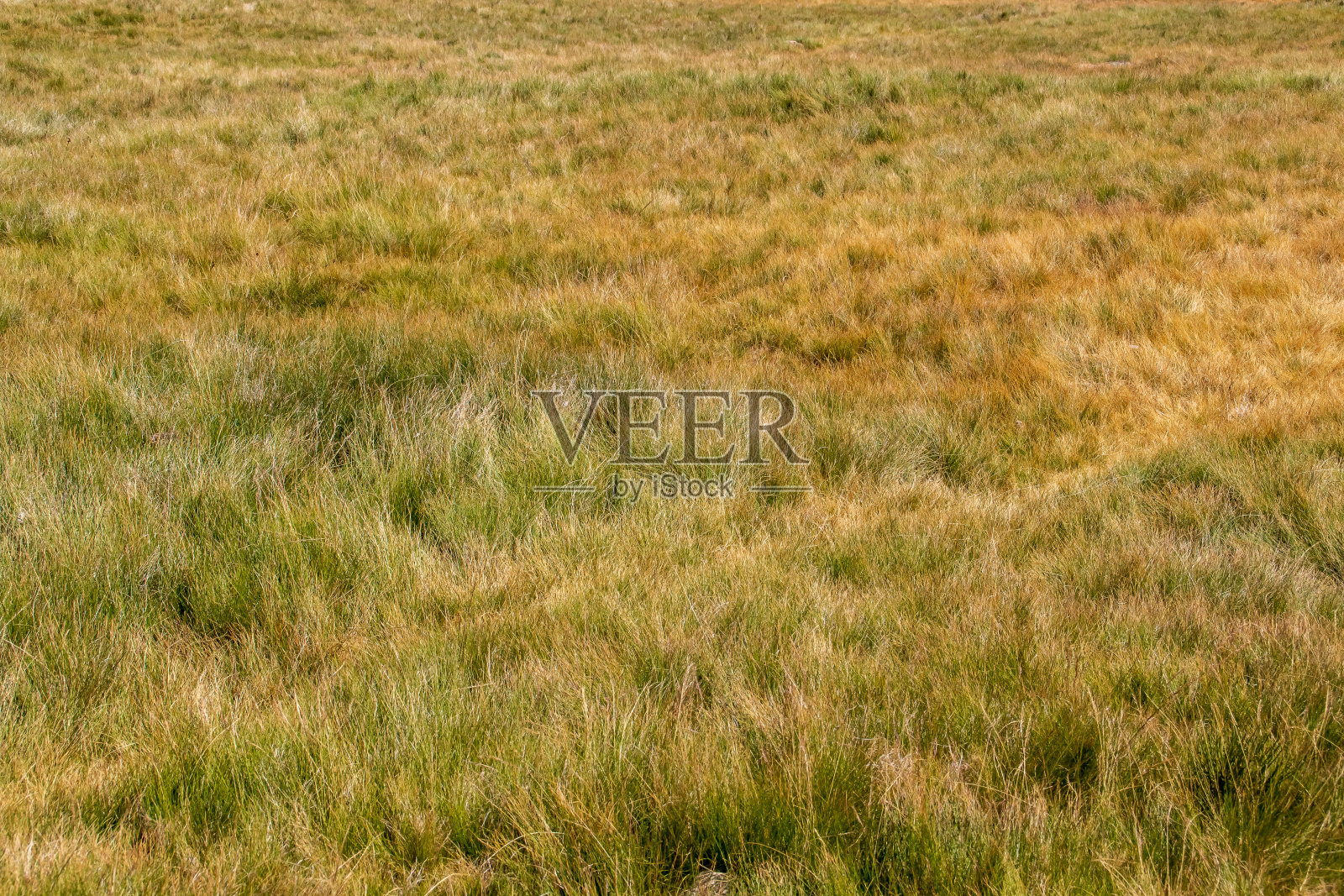 西班牙,Ávila,格雷多斯山脉的高山牧场。照片摄影图片