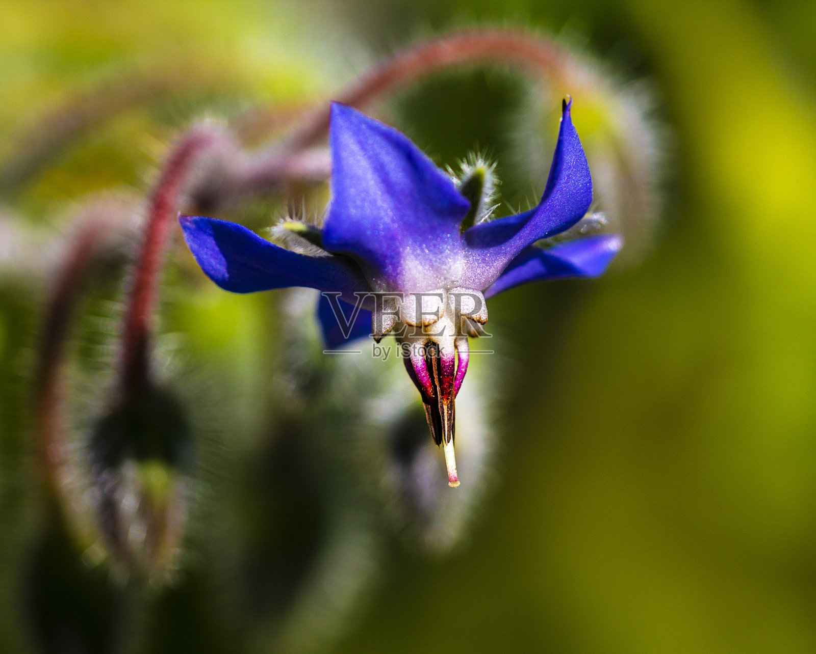 黄瓜草,蒲公英。照片摄影图片