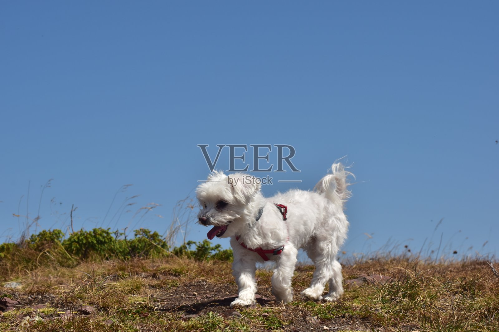 马尔济斯犬在大自然中的肖像。照片摄影图片