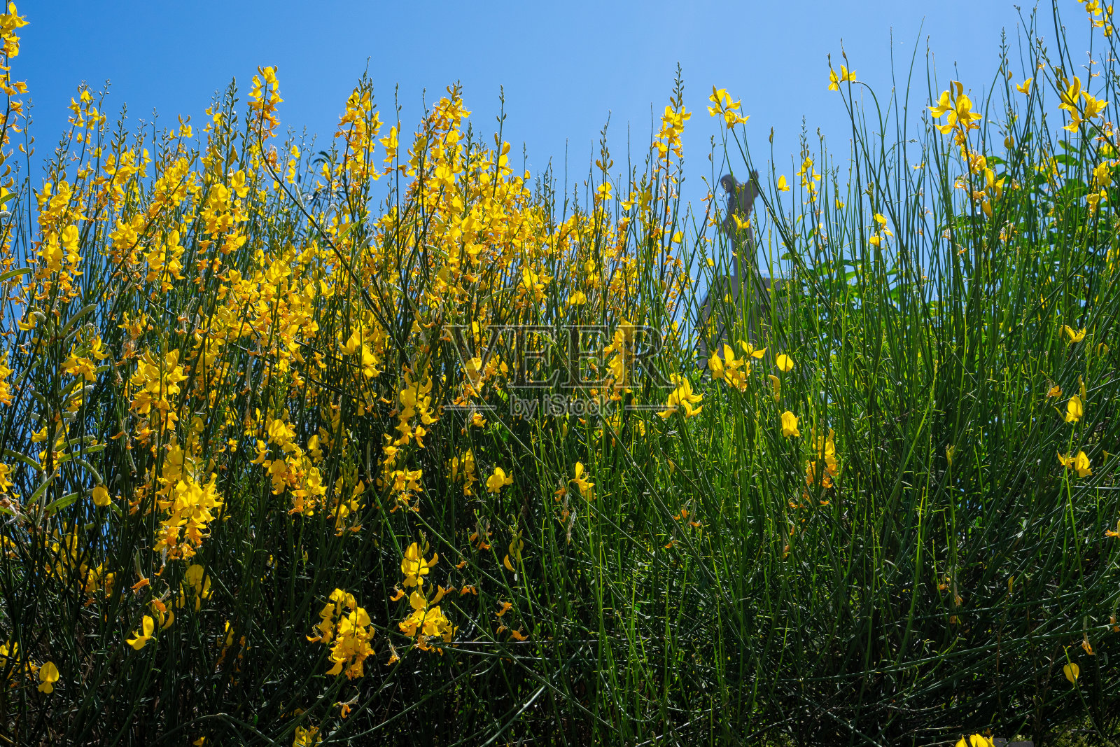 透过植被看到的葡萄牙里斯本阿尔马达的基督像,天空蔚蓝照片摄影图片
