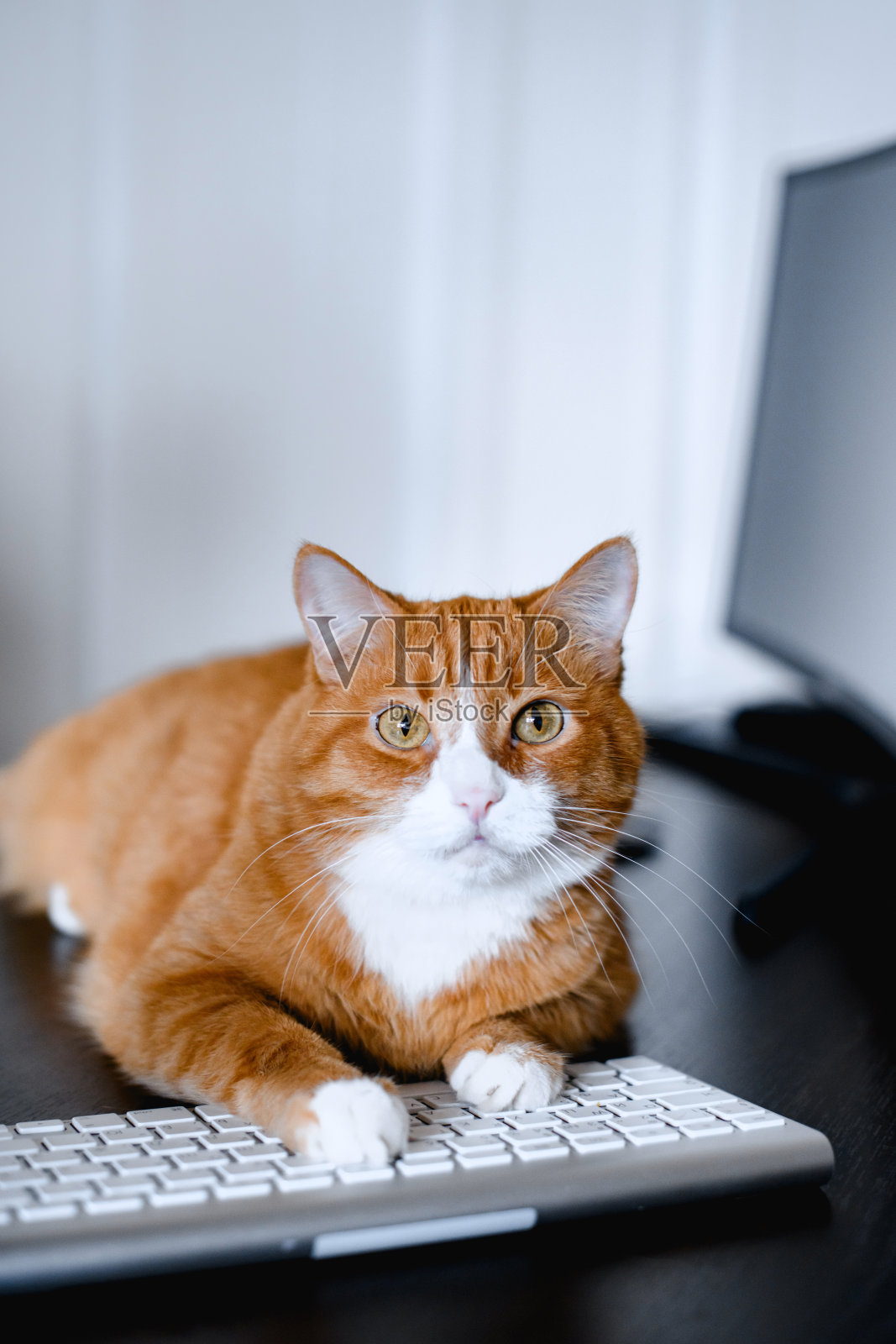 躺在键盘上的红姜色猫。照片摄影图片