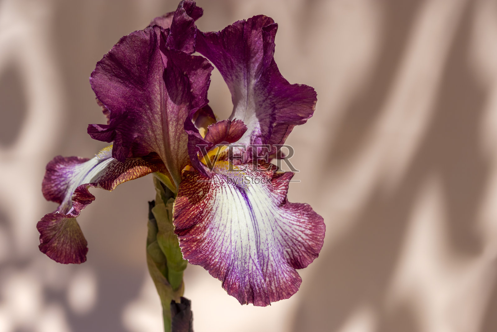 优雅的鸢尾花与黑色的樱桃花瓣在桃的背景在树荫下。特写,复制空间。德国鸢尾- L。照片摄影图片