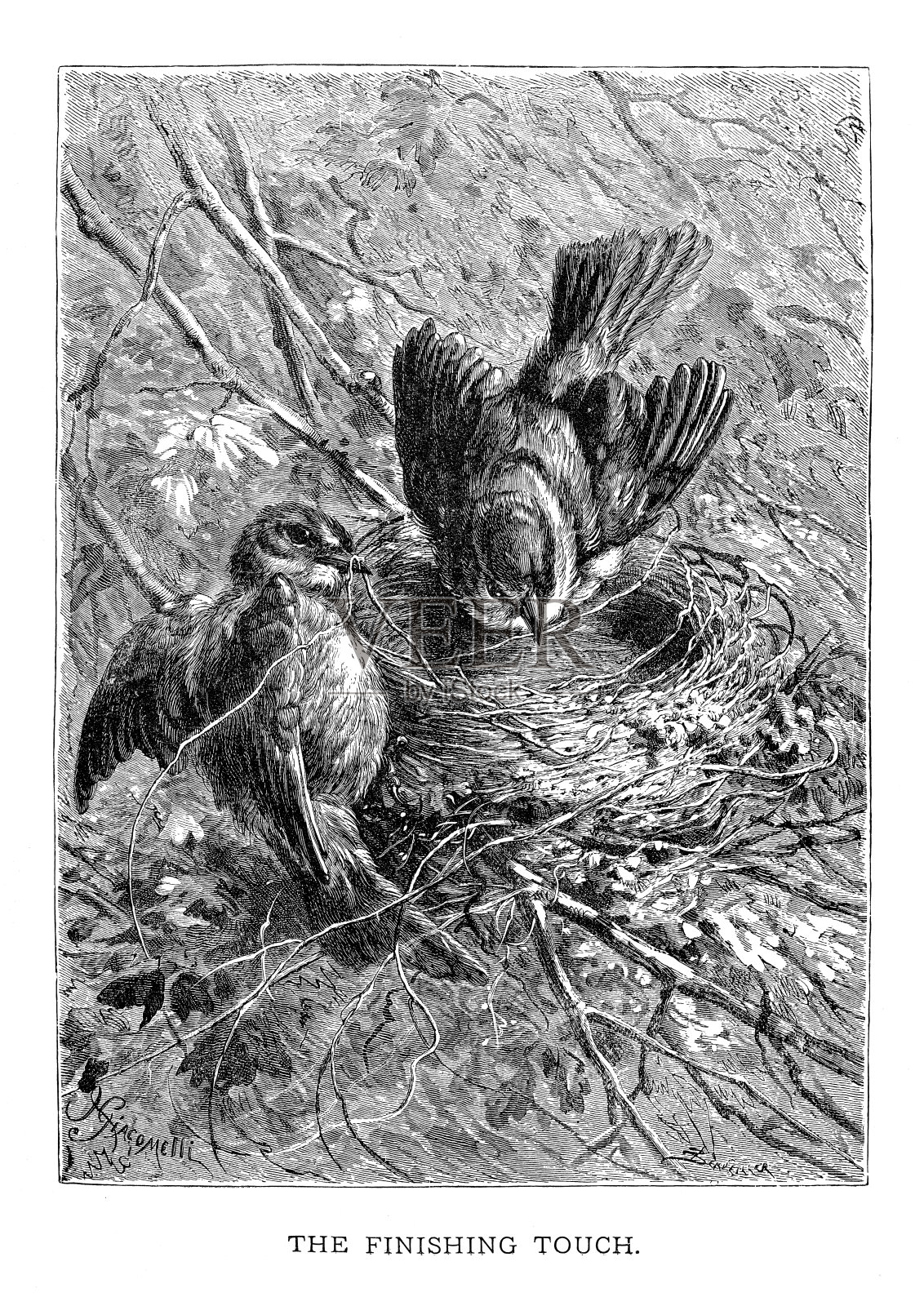 鸟——最后一笔触雕1898年插画图片素材