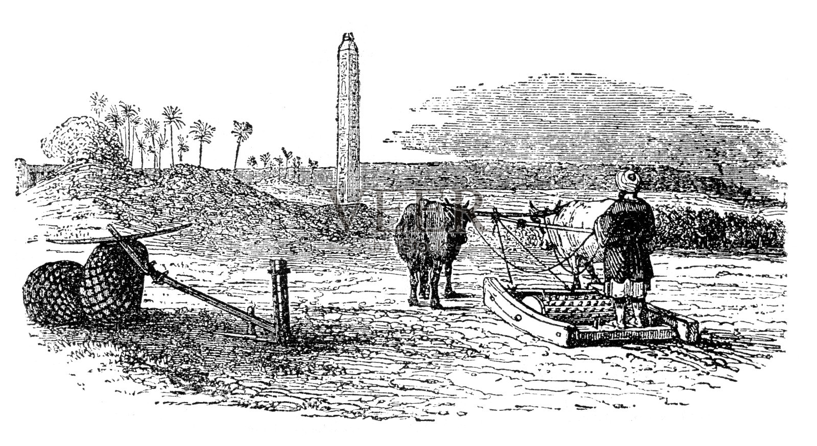 埃及男子与牛在田间耕作插画图片素材