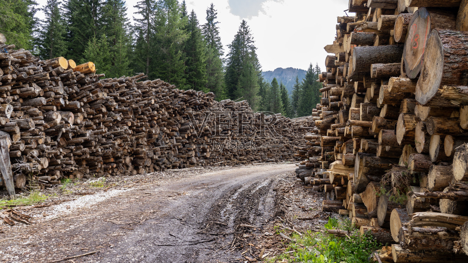 暴风雨摧毁了森林,成千上万的原木堆积在一起。一堆原木,高大树木的大树干被砍下来堆放在森林里。用于替代能源生产的木材仓库。二氧化碳储蓄照片摄影图片