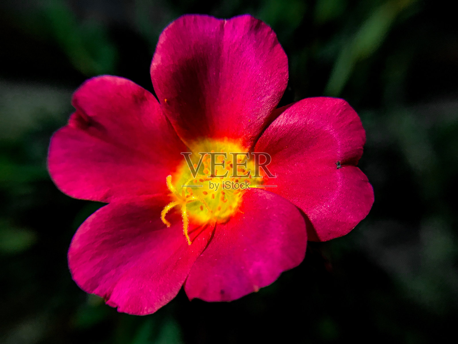 红色马齿苋微距摄影。股票照片摄影图片