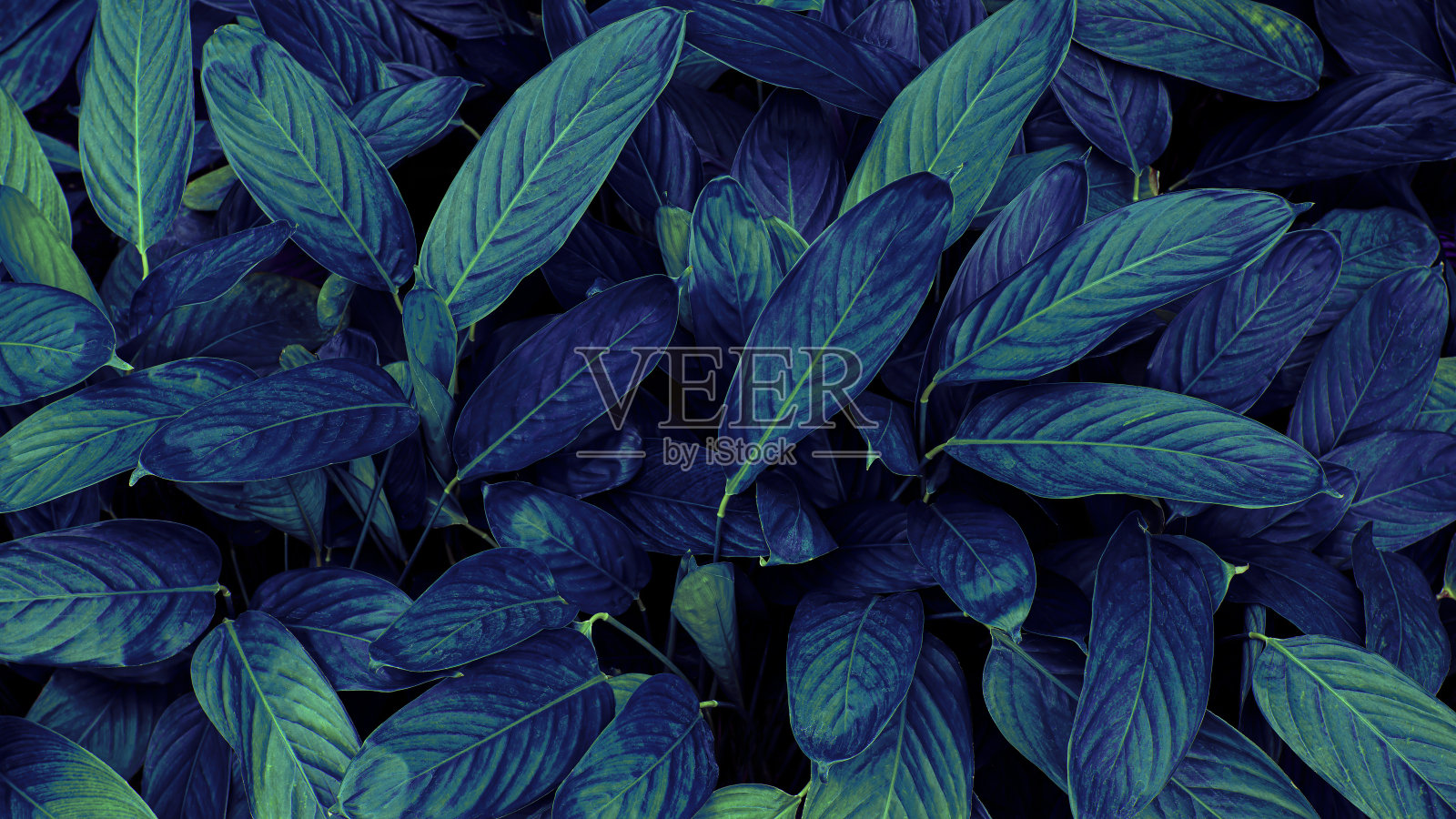 蓝叶背景照片摄影图片