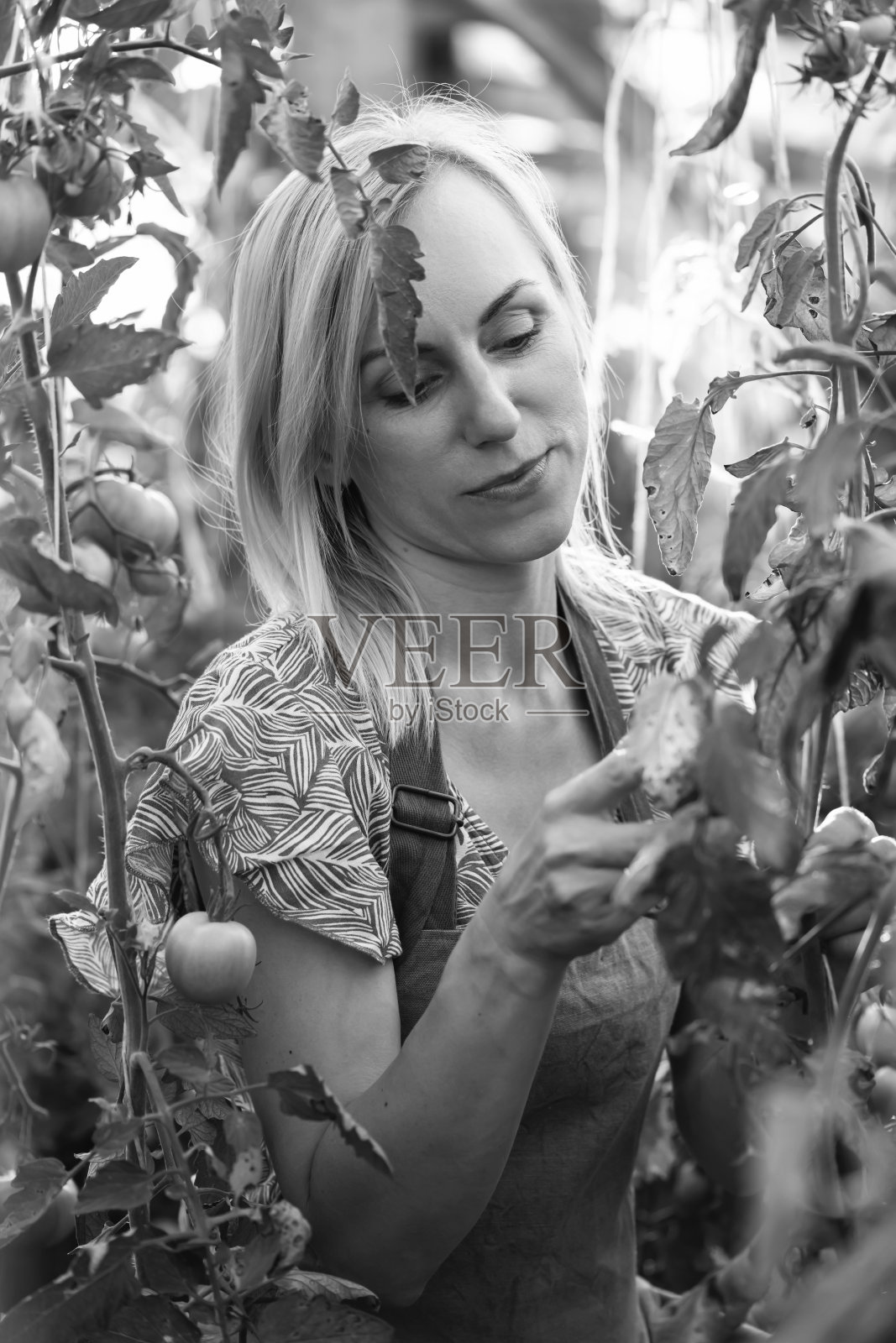 美丽女子在温室里采摘蔬菜的背影和白色肖像照片摄影图片