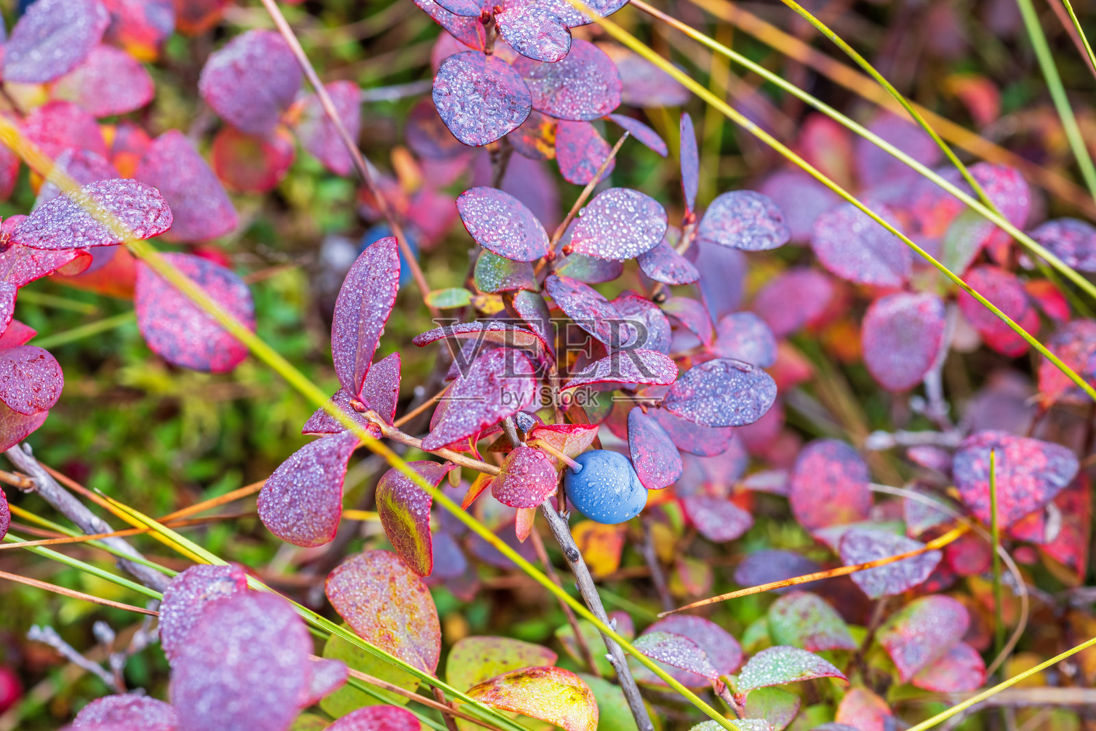 叶子上有秋天颜色的蓝莓照片摄影图片