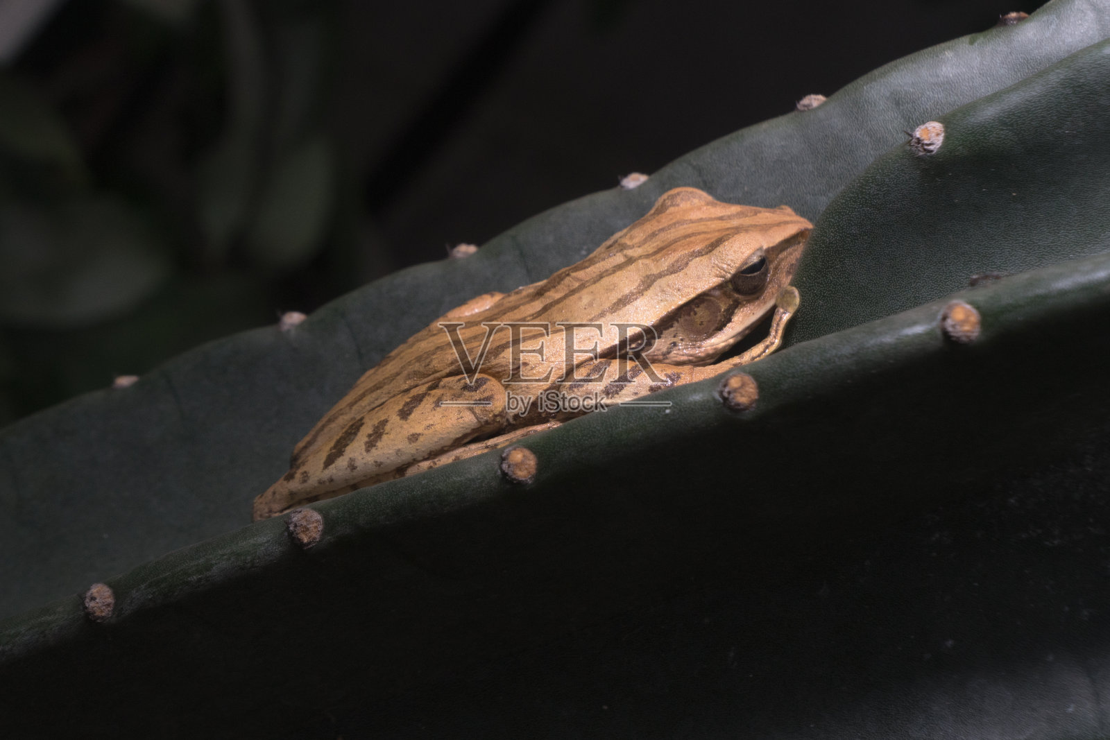 挂在仙人掌上的四条棕白色树蛙照片摄影图片