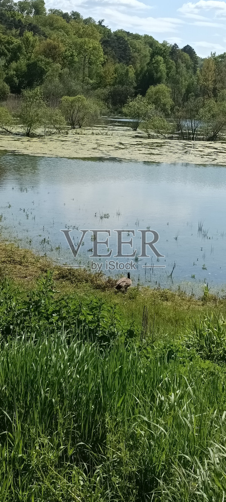 平静的湖面上有茂密的森林,蔚蓝的天空上散落着白色的积云照片摄影图片