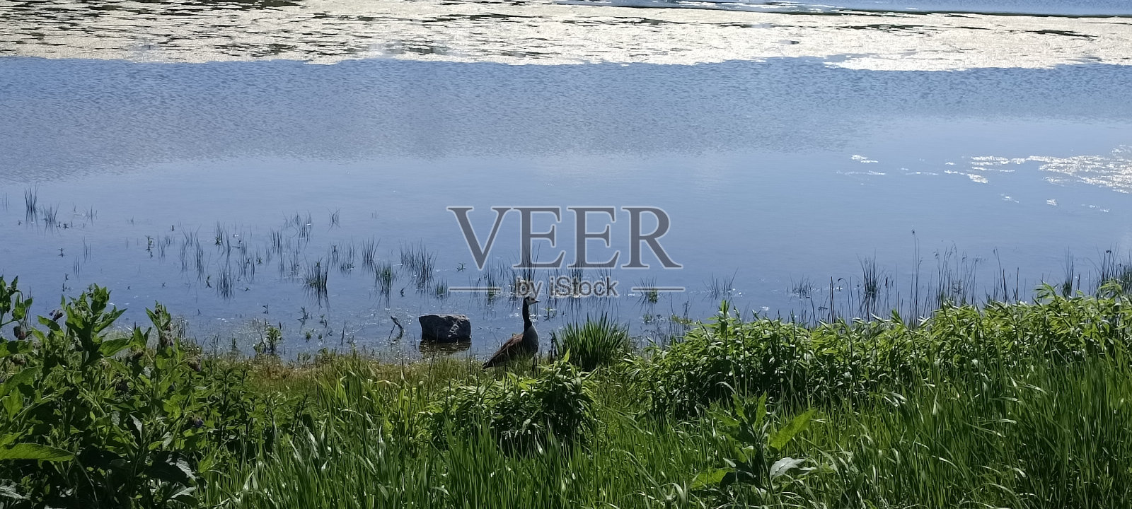 平静的湖面上有茂密的森林,蔚蓝的天空上散落着白色的积云照片摄影图片