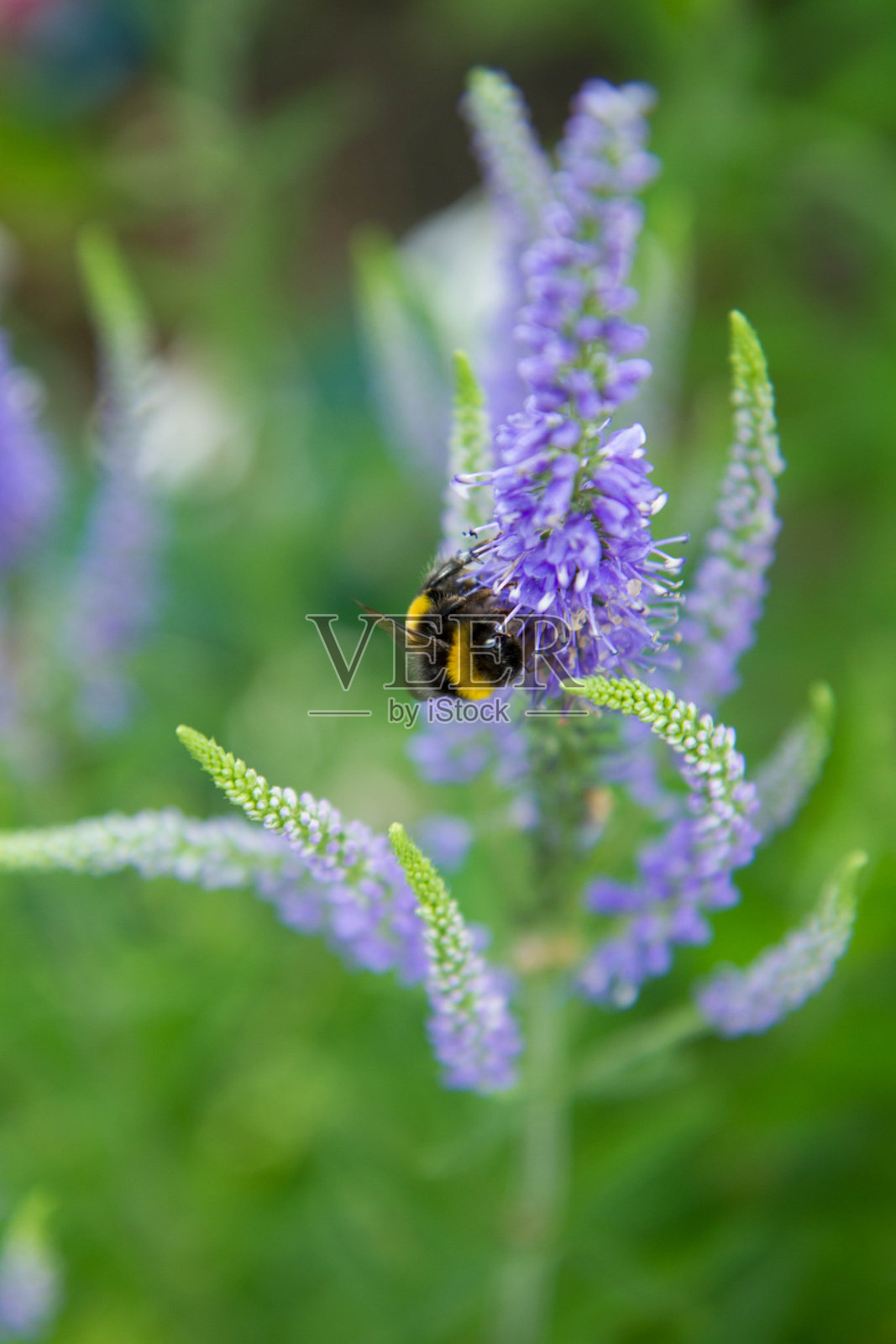 大黄蜂在带刺的速井上照片摄影图片