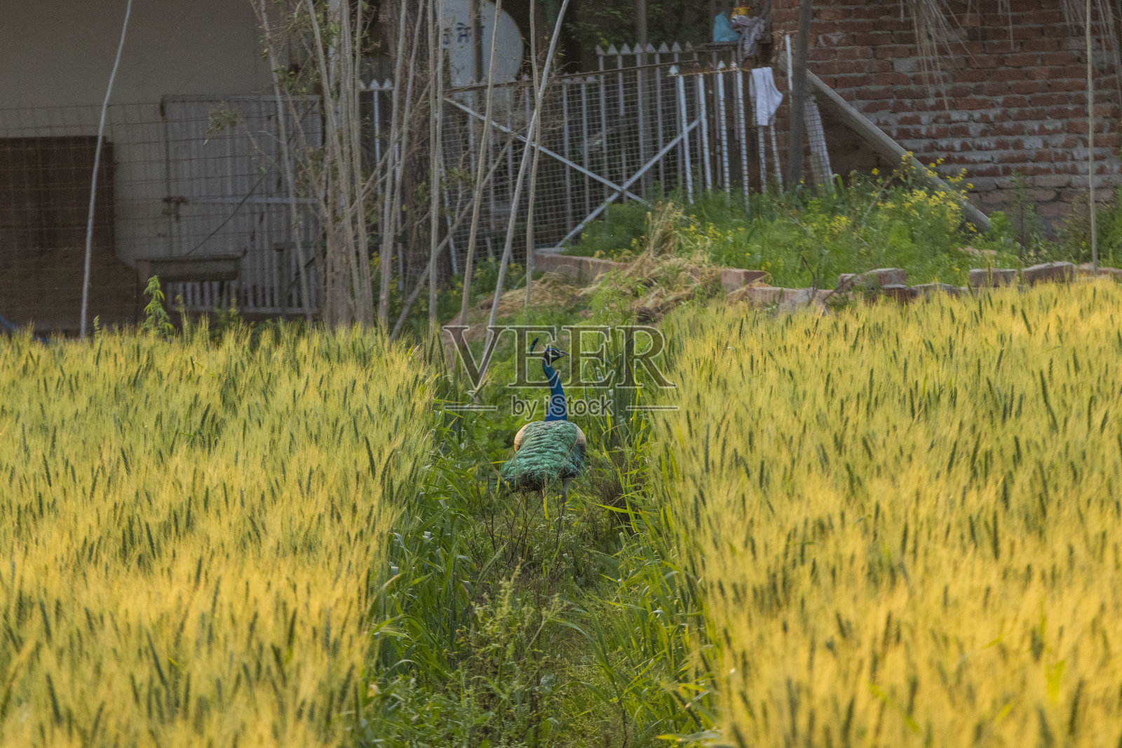 旁遮普的一种小麦照片摄影图片