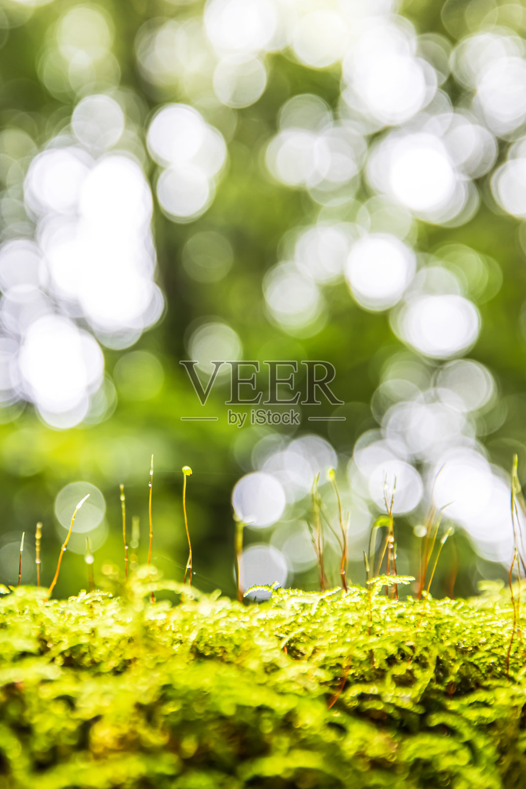 绿色苔藓和地衣在原木上生长的特写。照片摄影图片