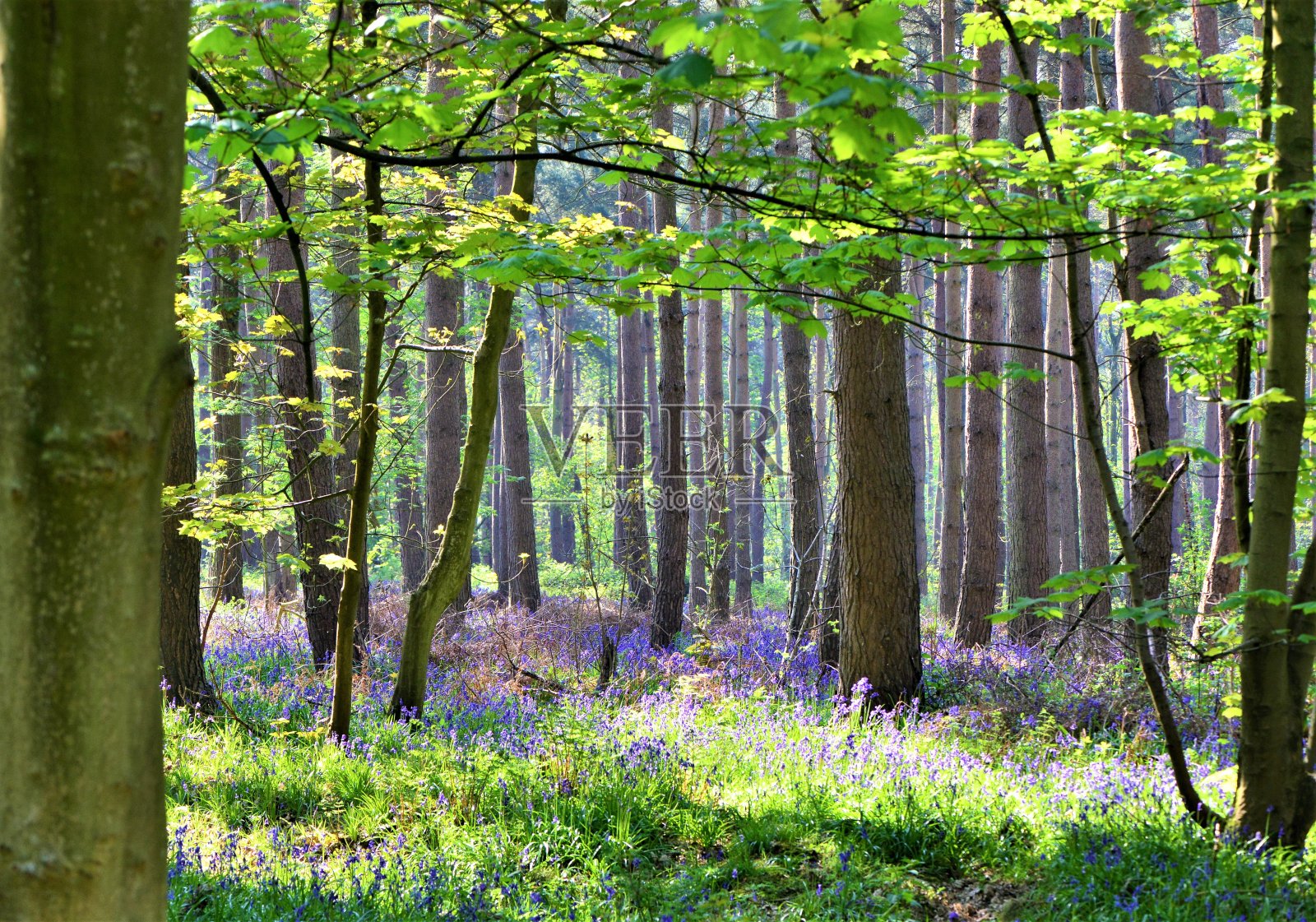 蓝铃花照片摄影图片