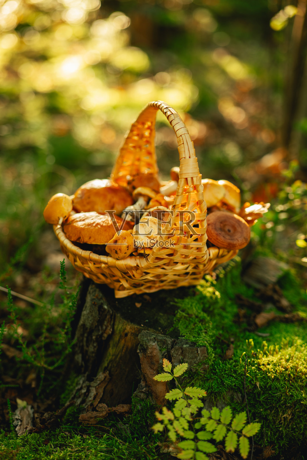 蘑菇在树桩上篮子在森林里晒太阳。收集森林蘑菇。鲳鱼和亚麻荠,蜂蜜蘑菇放在篮子里。森林背景照片摄影图片