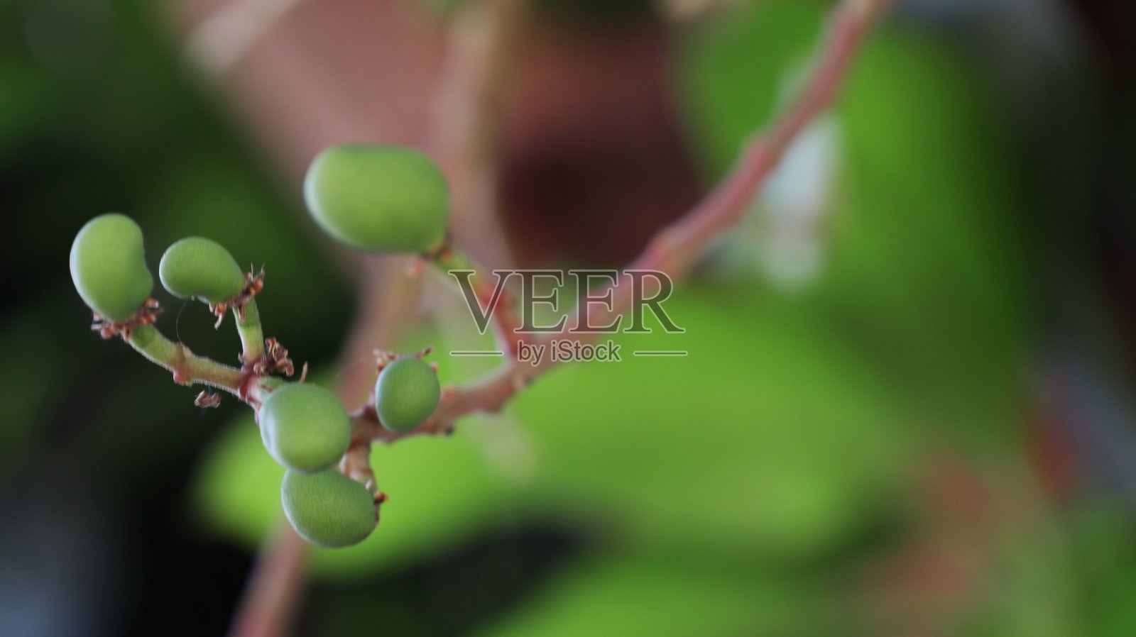 结有小芒果的果树照片摄影图片