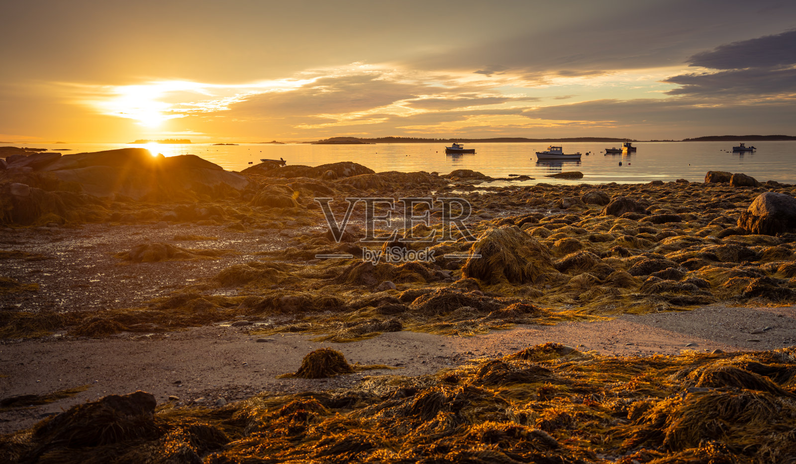 退潮时海湾上的日出和海藻照片摄影图片