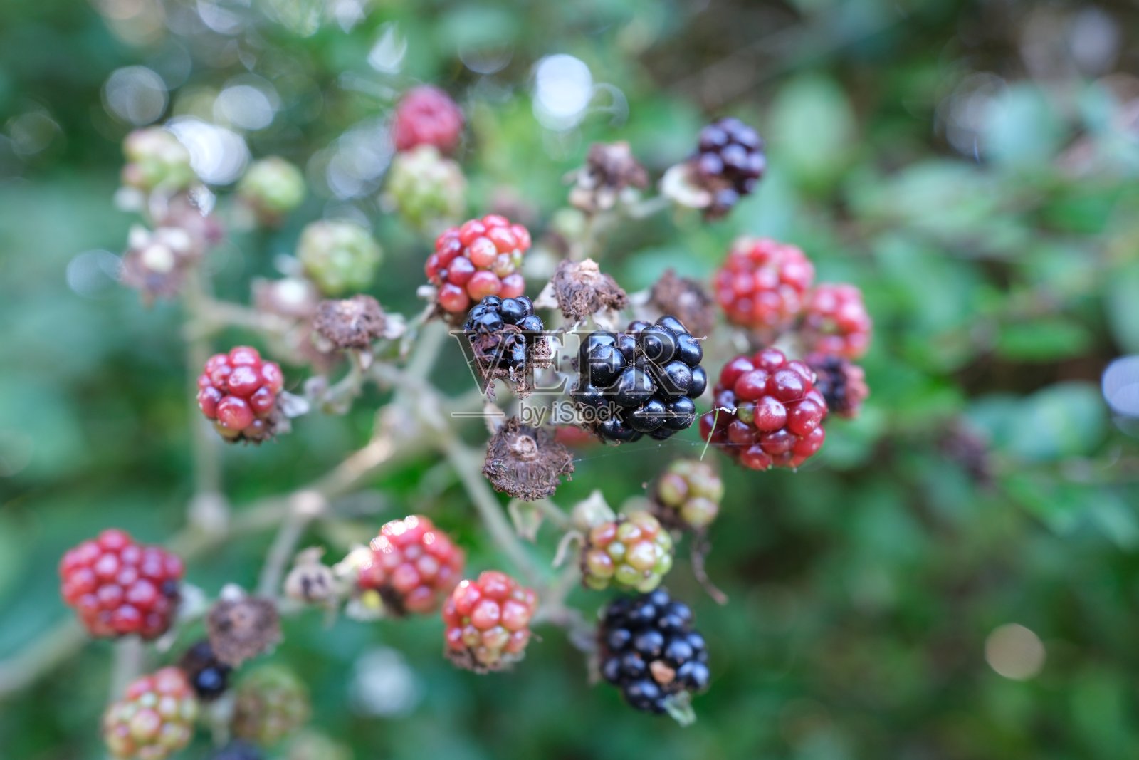 树莓浆果照片摄影图片