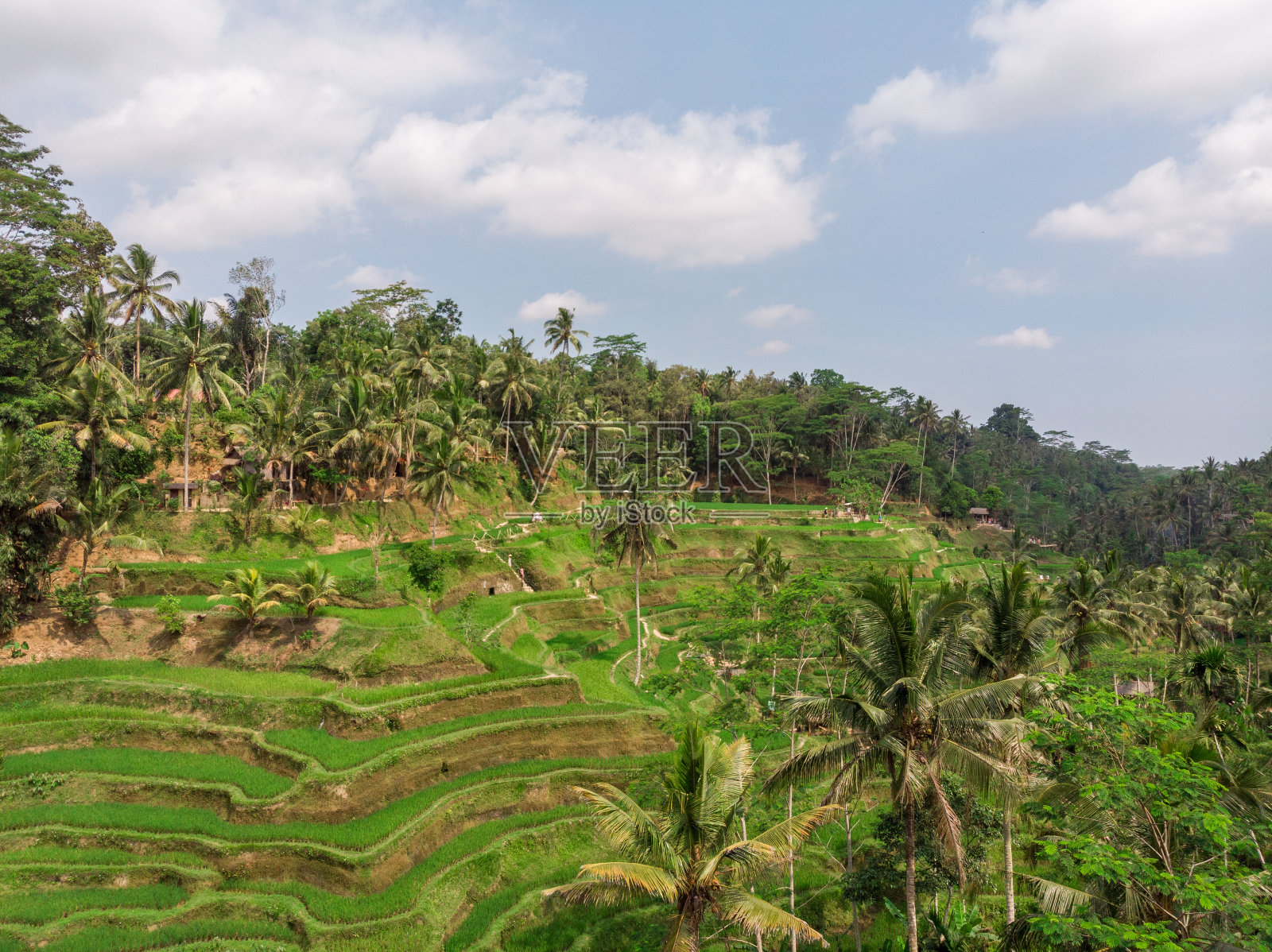 印度尼西亚巴厘岛的稻米梯田。背景中的稻田。无人机视角照片摄影图片
