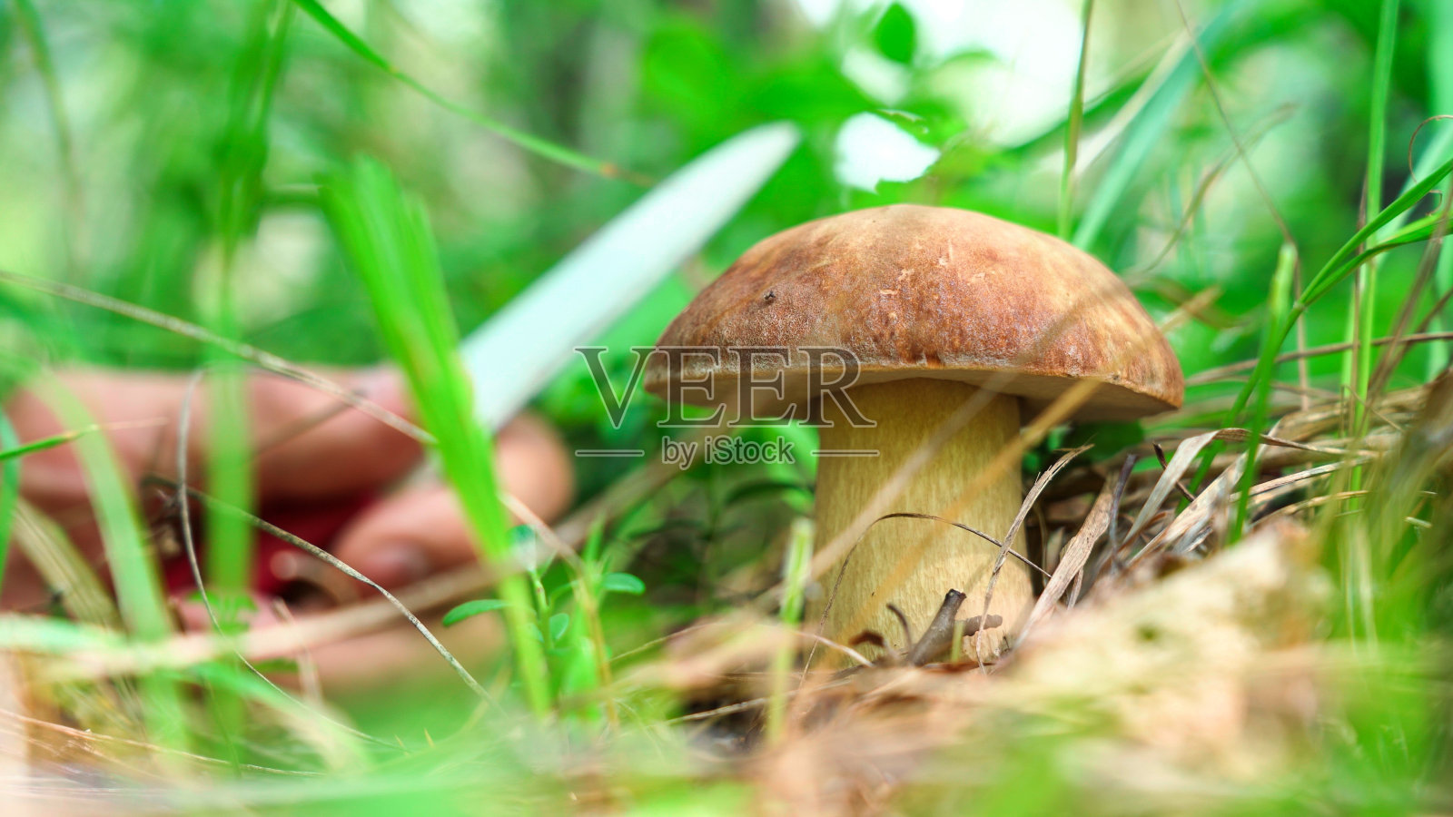 一个人在森林里采蘑菇照片摄影图片