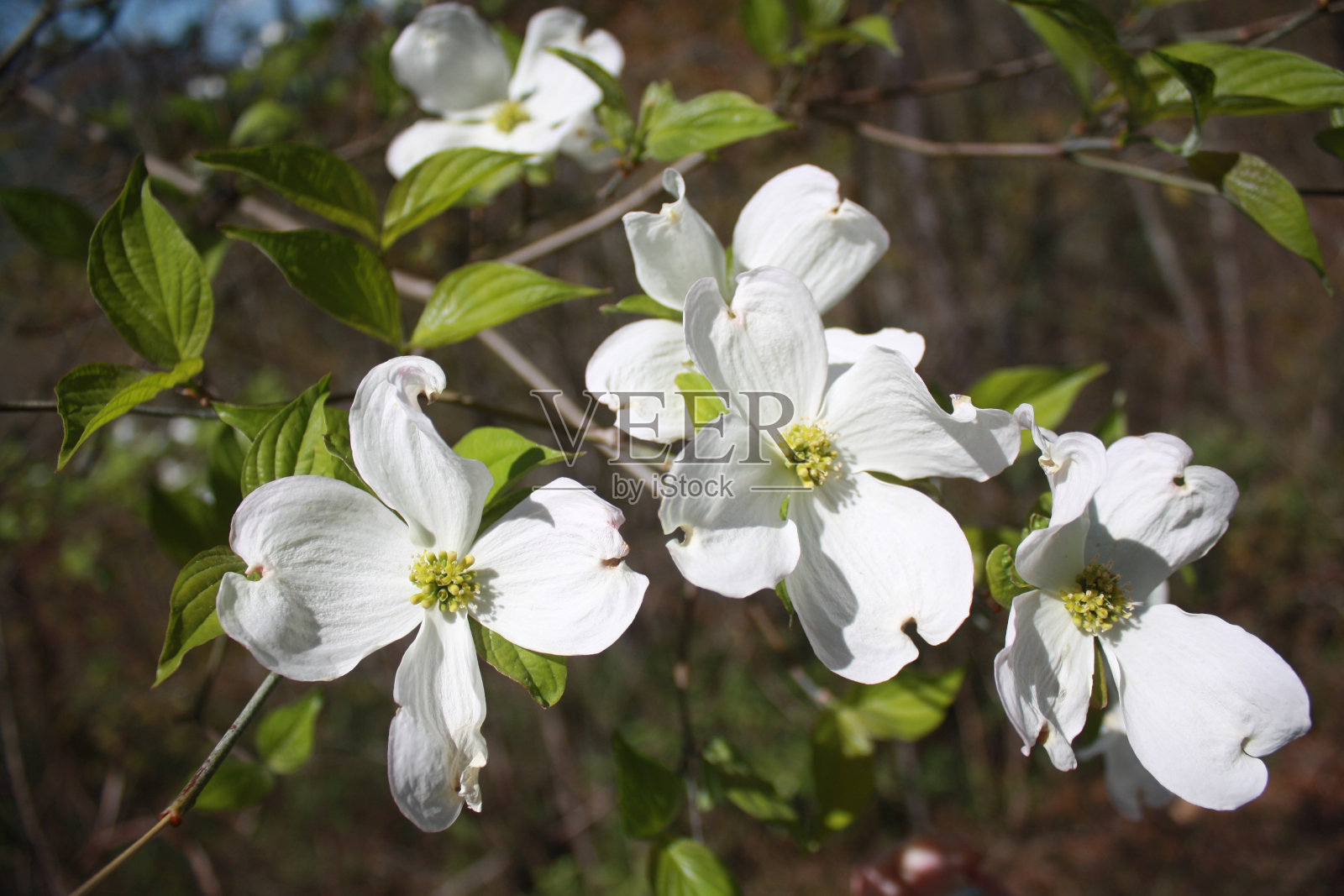 南卡罗来纳州的花照片摄影图片