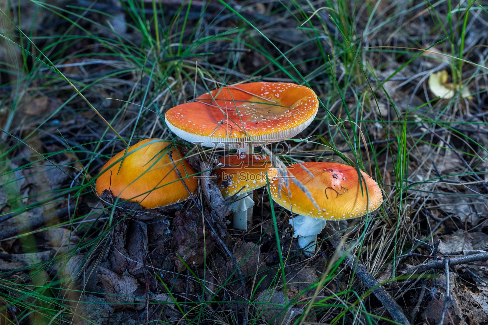 大自然中毒伞菌的特写照片。毒伞蝇科照片摄影图片