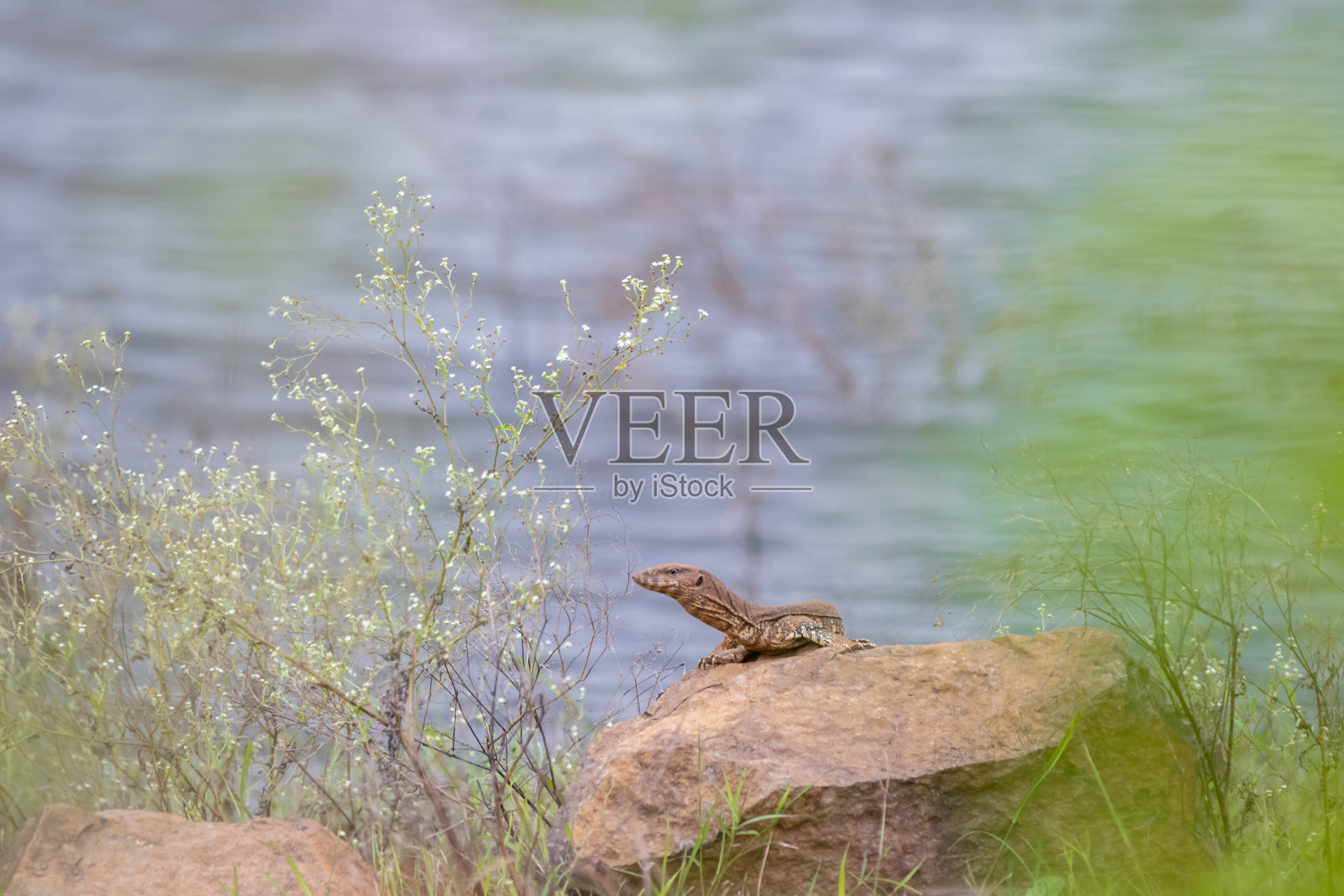 孟加拉巨蜥照片摄影图片