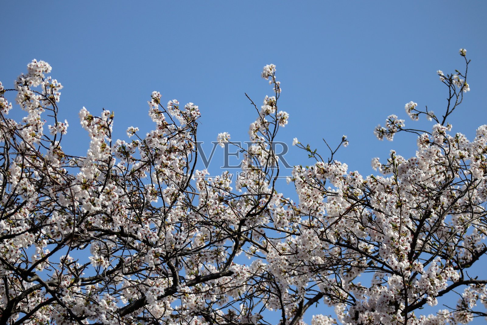 蓝天和樱花的景色照片摄影图片