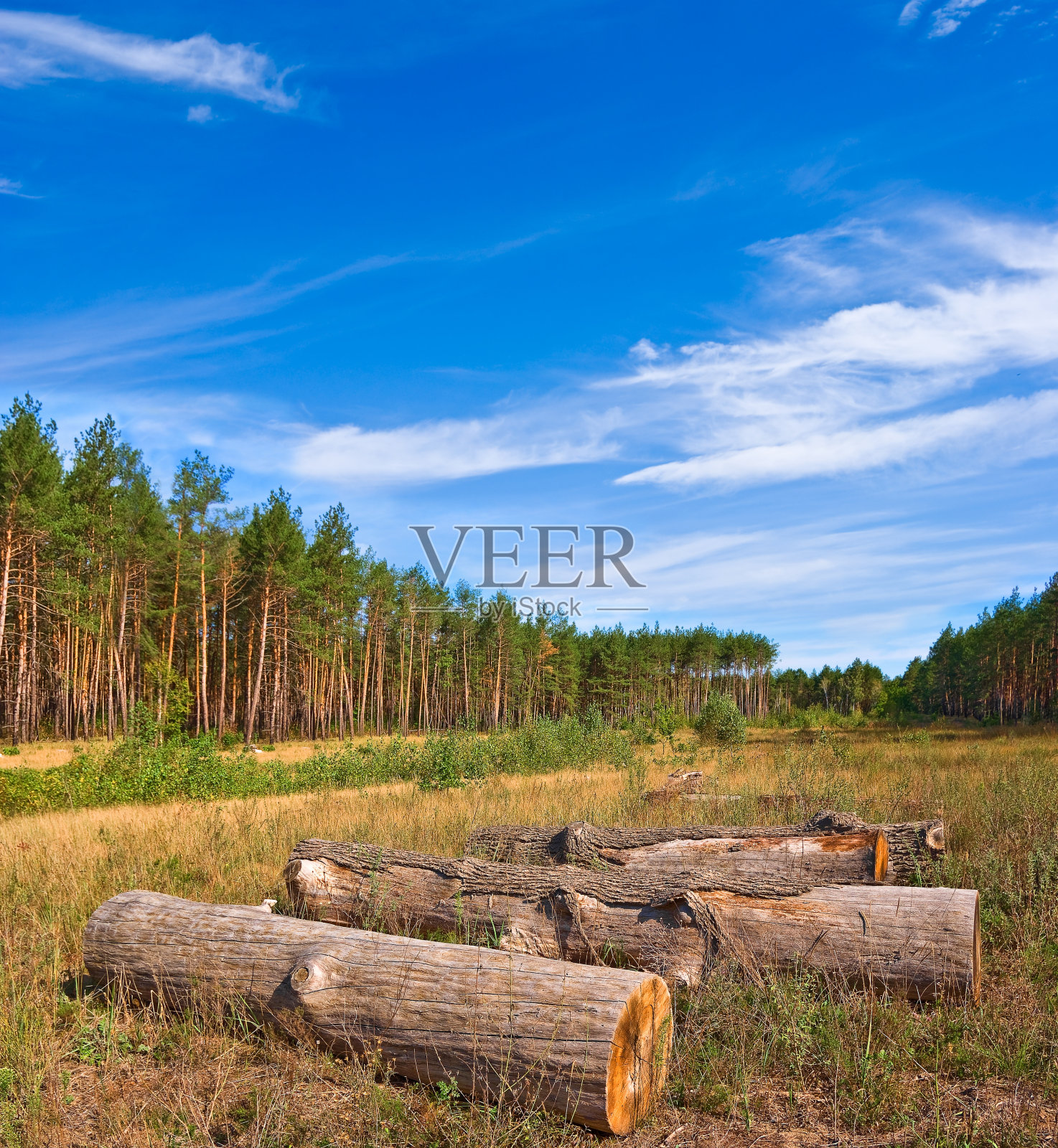 森林中的松木照片摄影图片