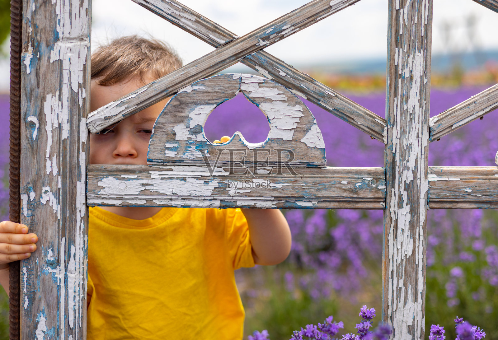 薰衣草地里的小男孩照片摄影图片