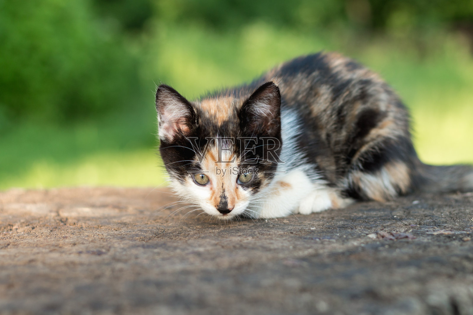 Котенок照片摄影图片