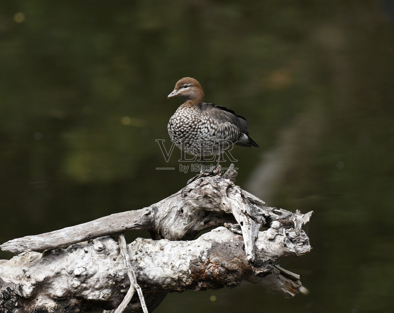 澳洲木鸭照片摄影图片