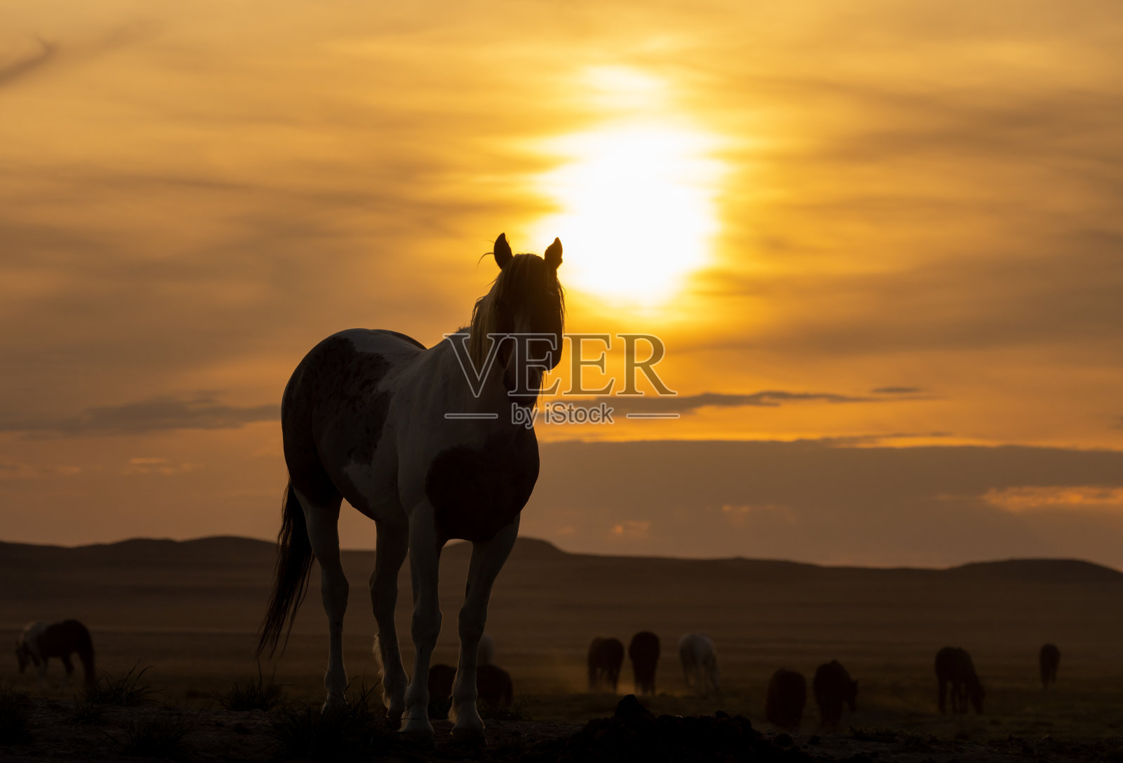犹他州沙漠日落时的野马剪影照片摄影图片