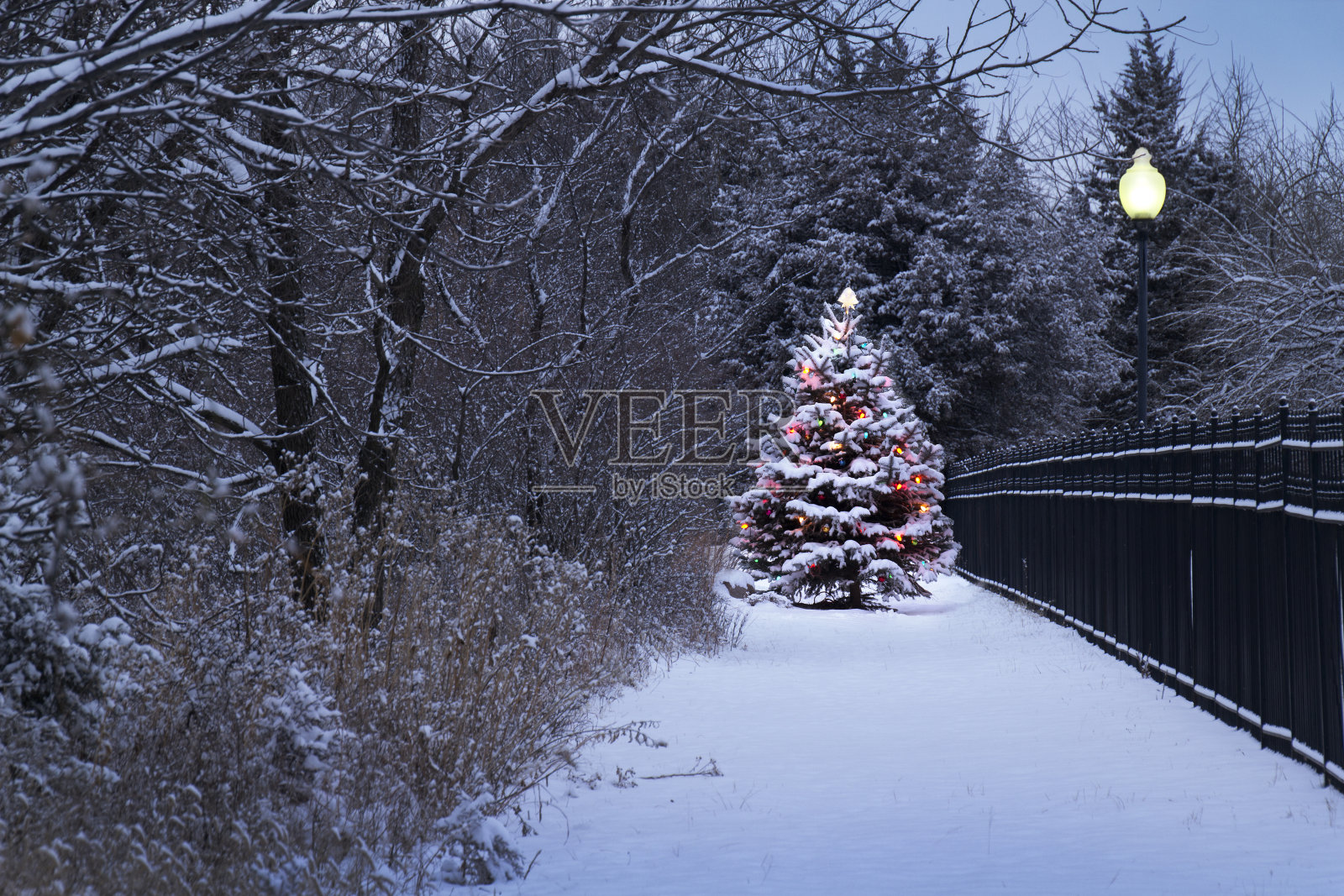 在暴风雪中被明亮的雪覆盖的圣诞树照片摄影图片