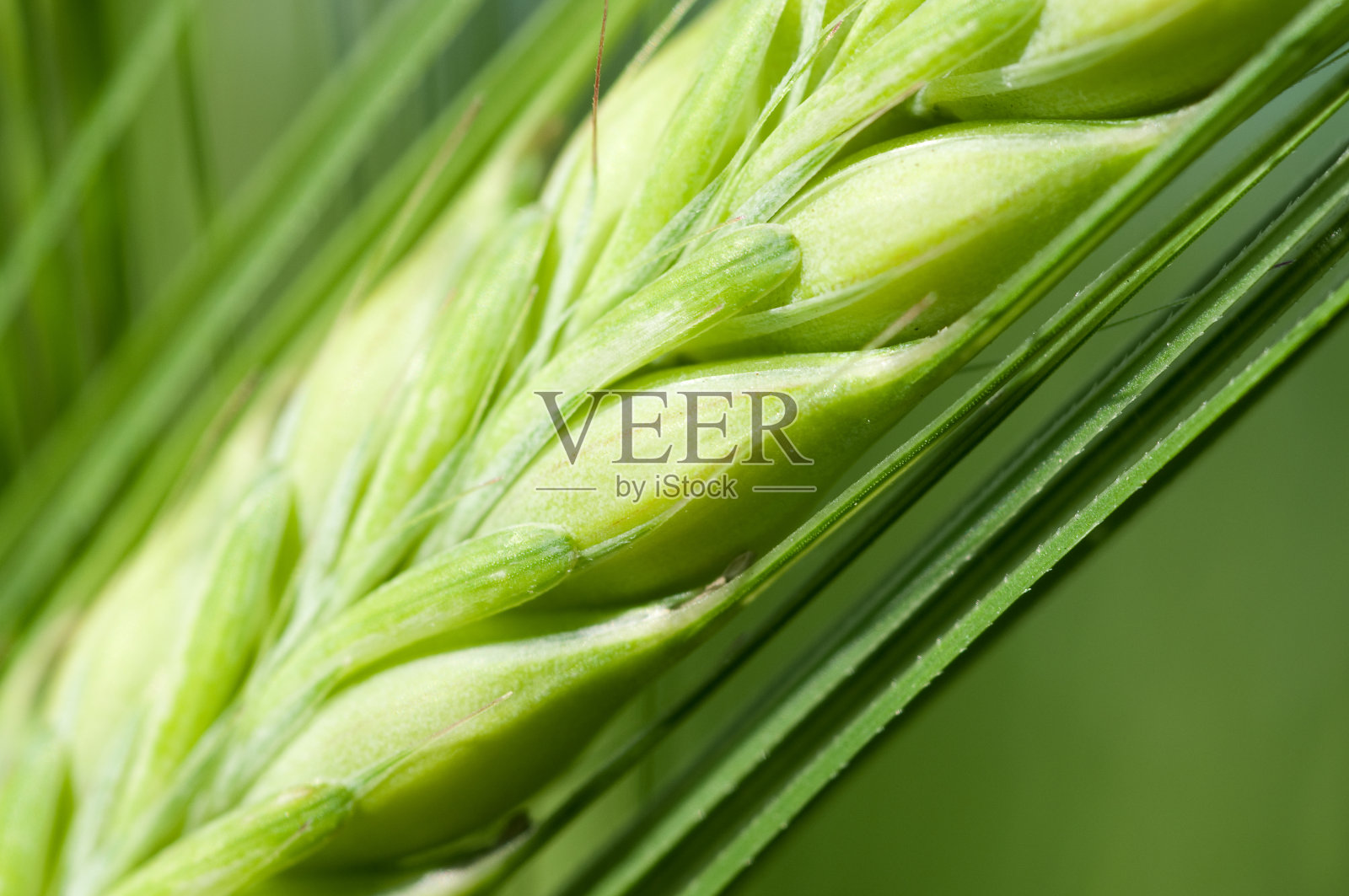 大麦关闭照片摄影图片